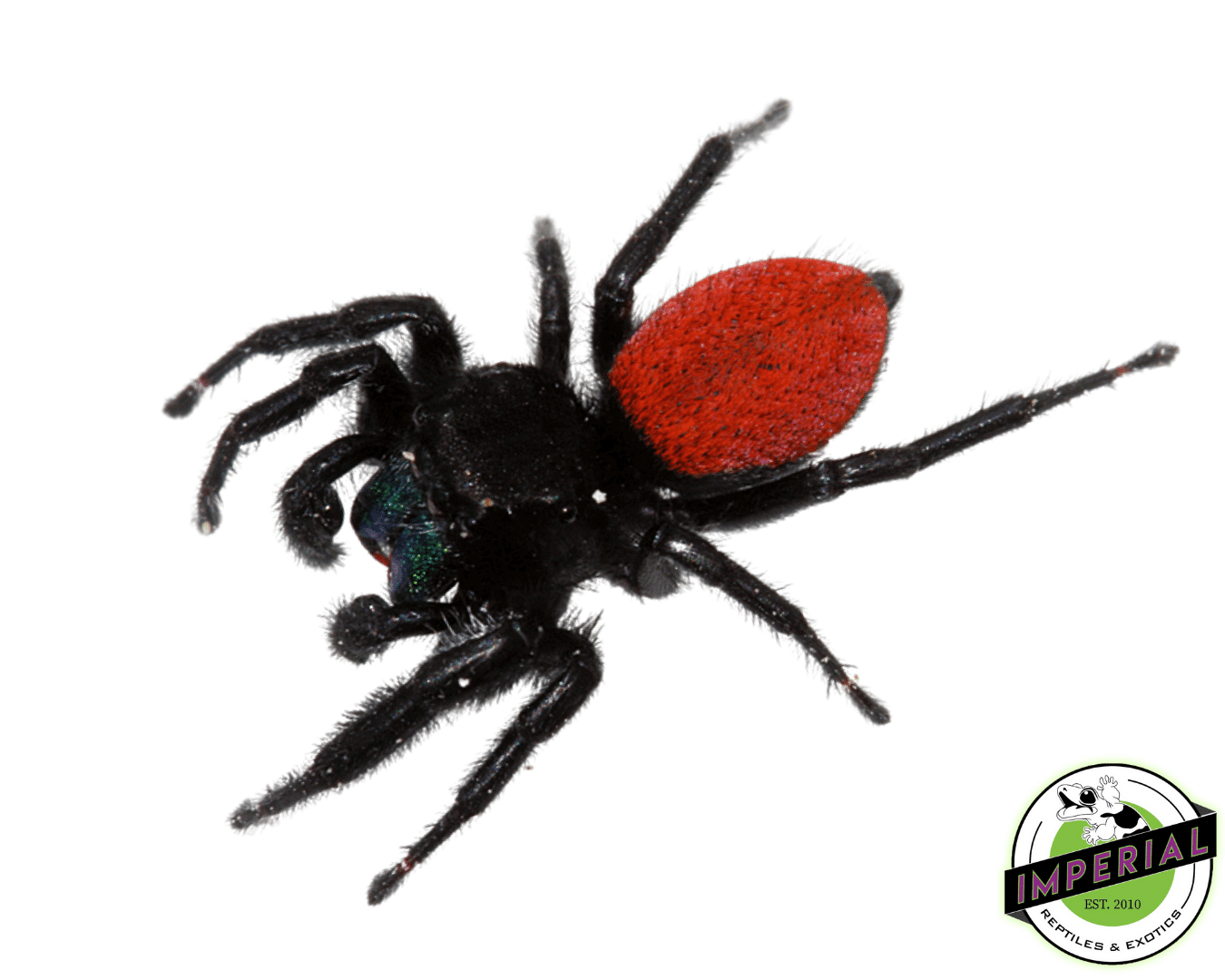Red-Backed Jumping Spider