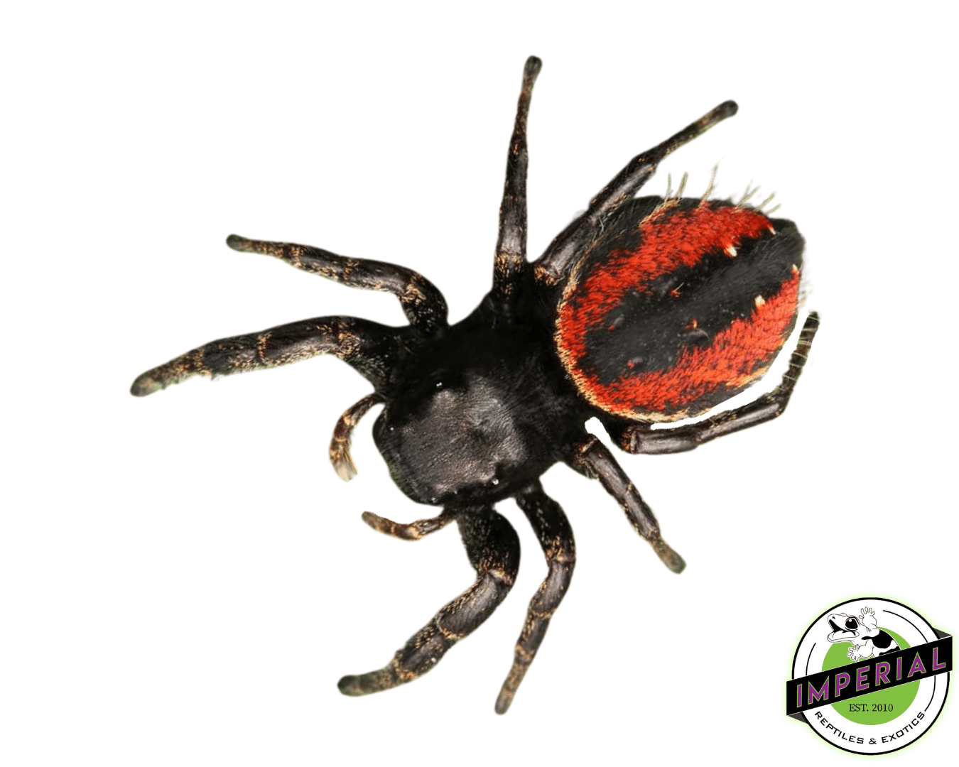 Red-Backed Jumping Spider — image 2