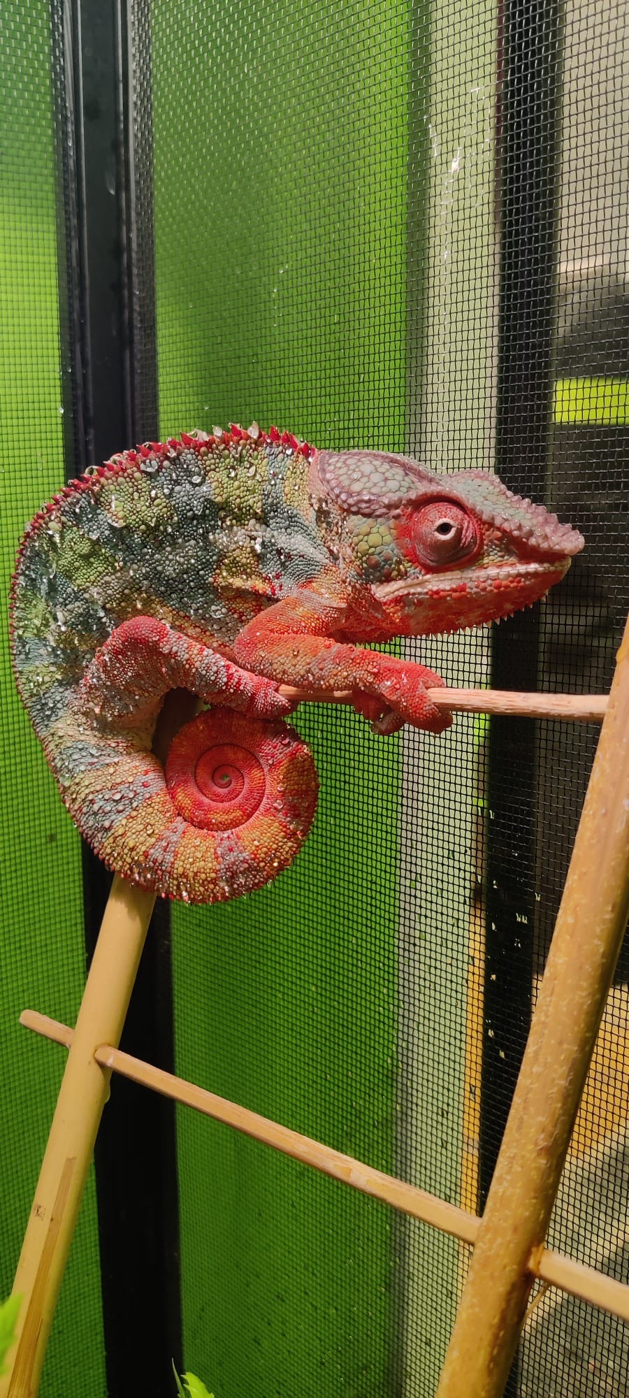 Red Bar Ambilobe Panther Chameleon — image 3