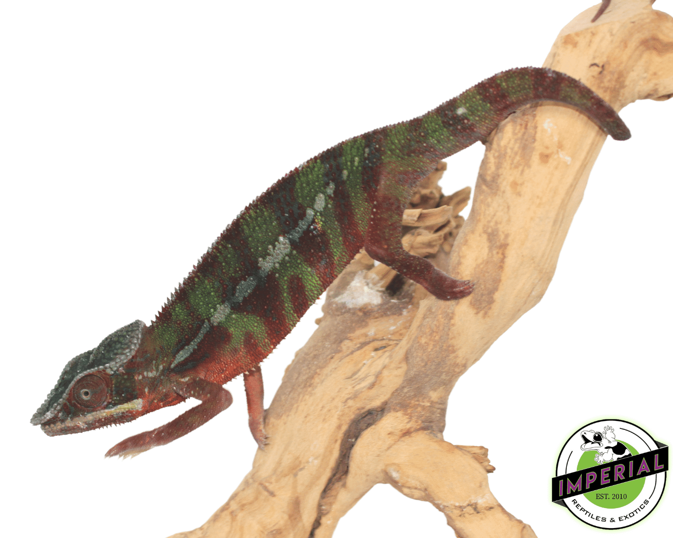Red Bar Ambilobe Panther Chameleon — image 2