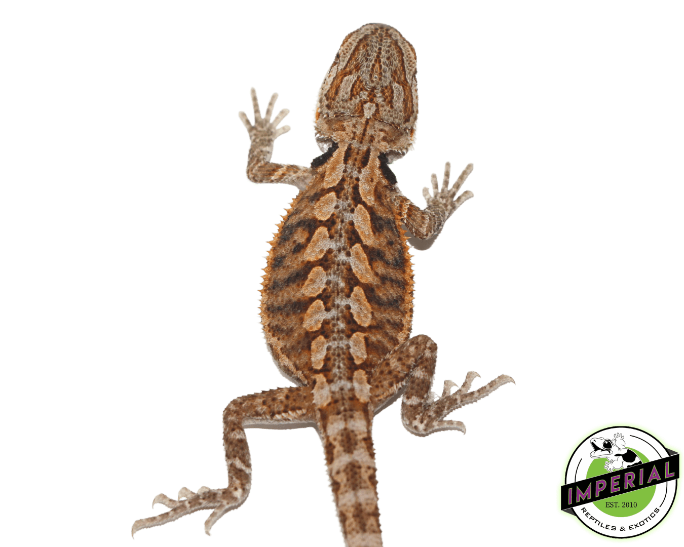 Red Bearded Dragon Baby — image 2