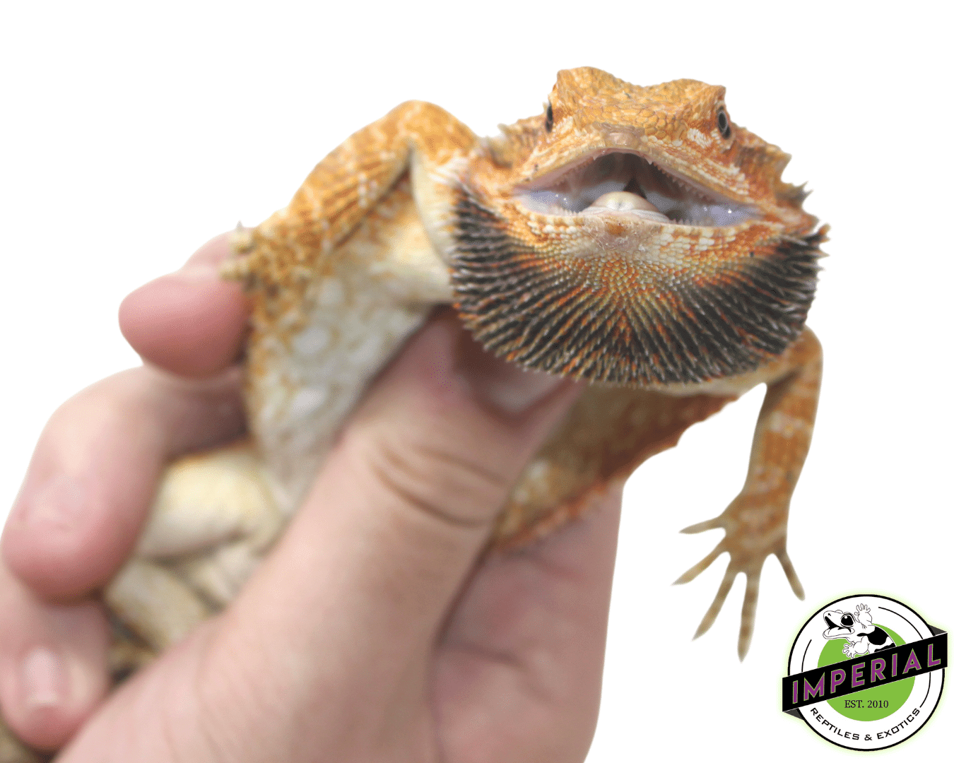 Red Bearded Dragon Sub Adult — image 3