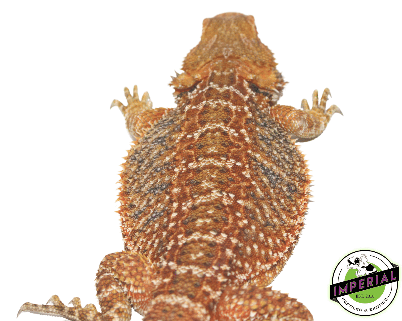 Red Bearded Dragon Sub Adult — image 2