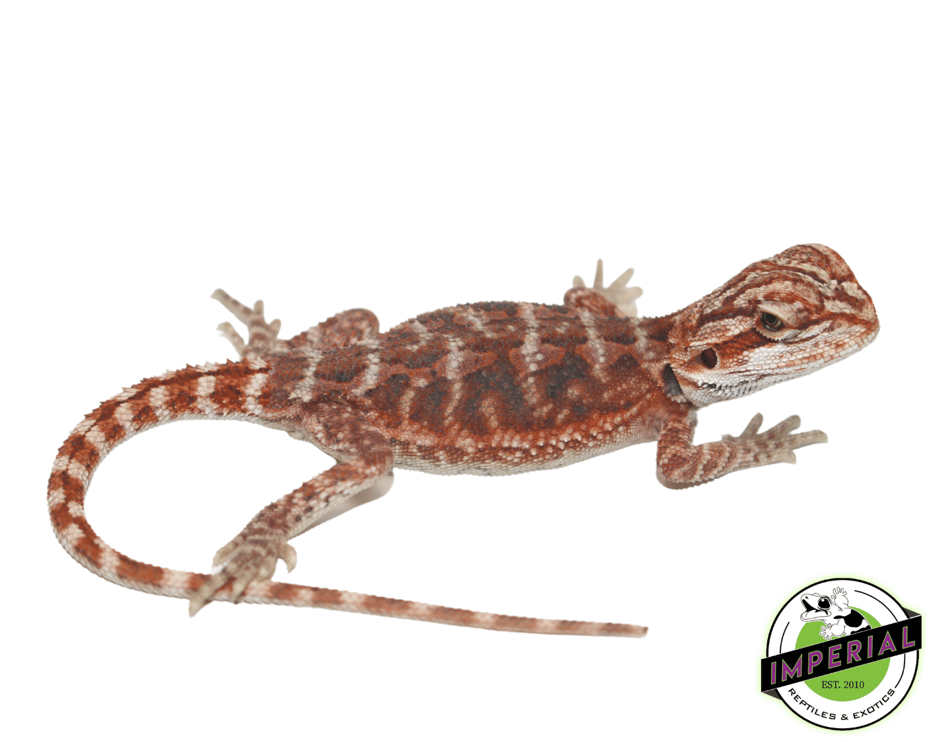 Red Blood Bearded Dragon Baby