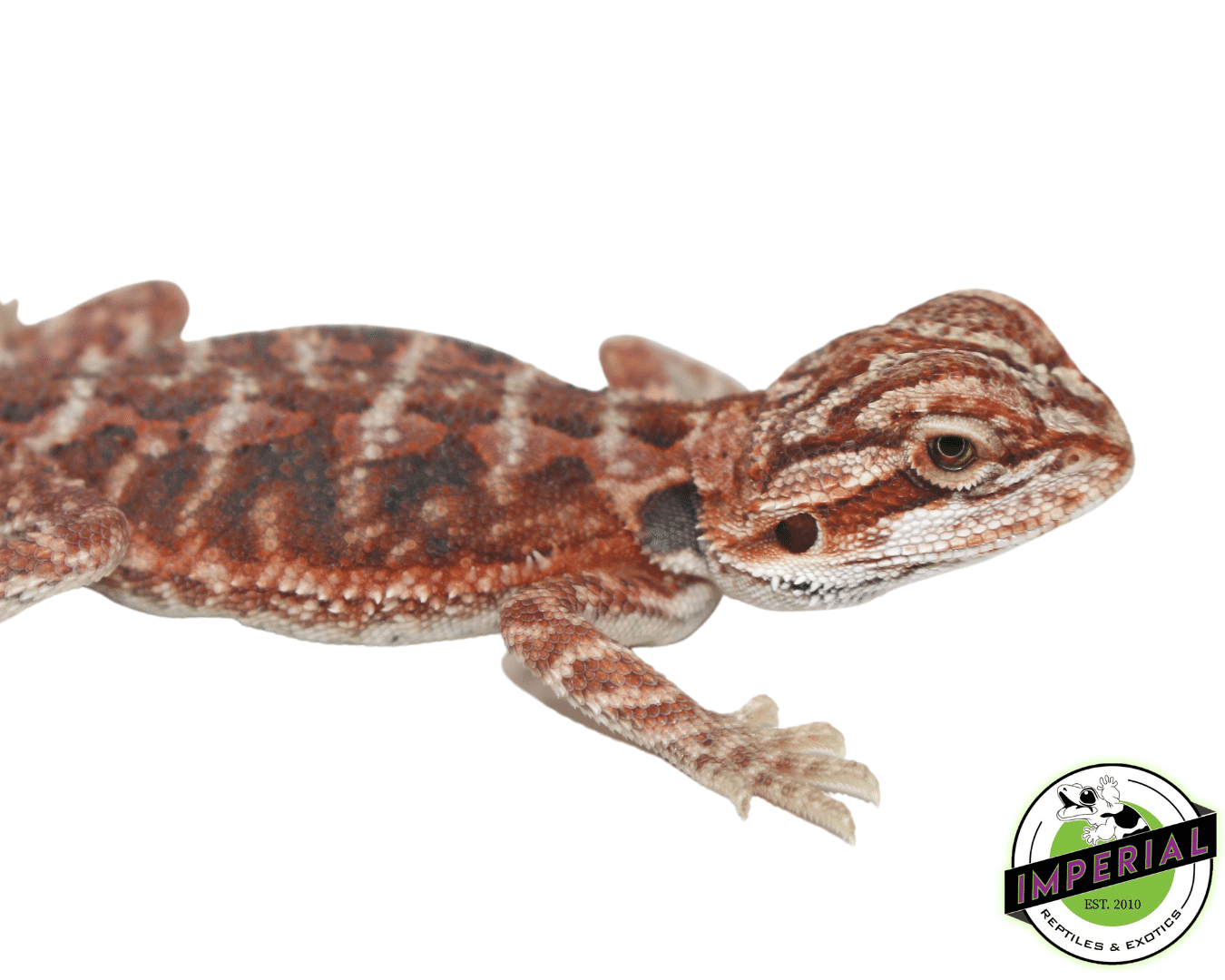 Red Blood Bearded Dragon Baby — image 3