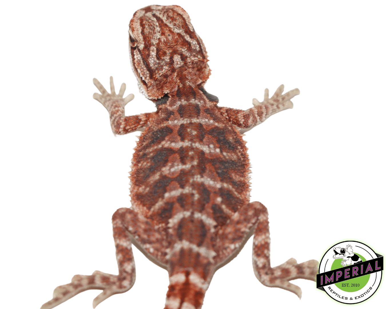 Red Blood Bearded Dragon Baby — image 2