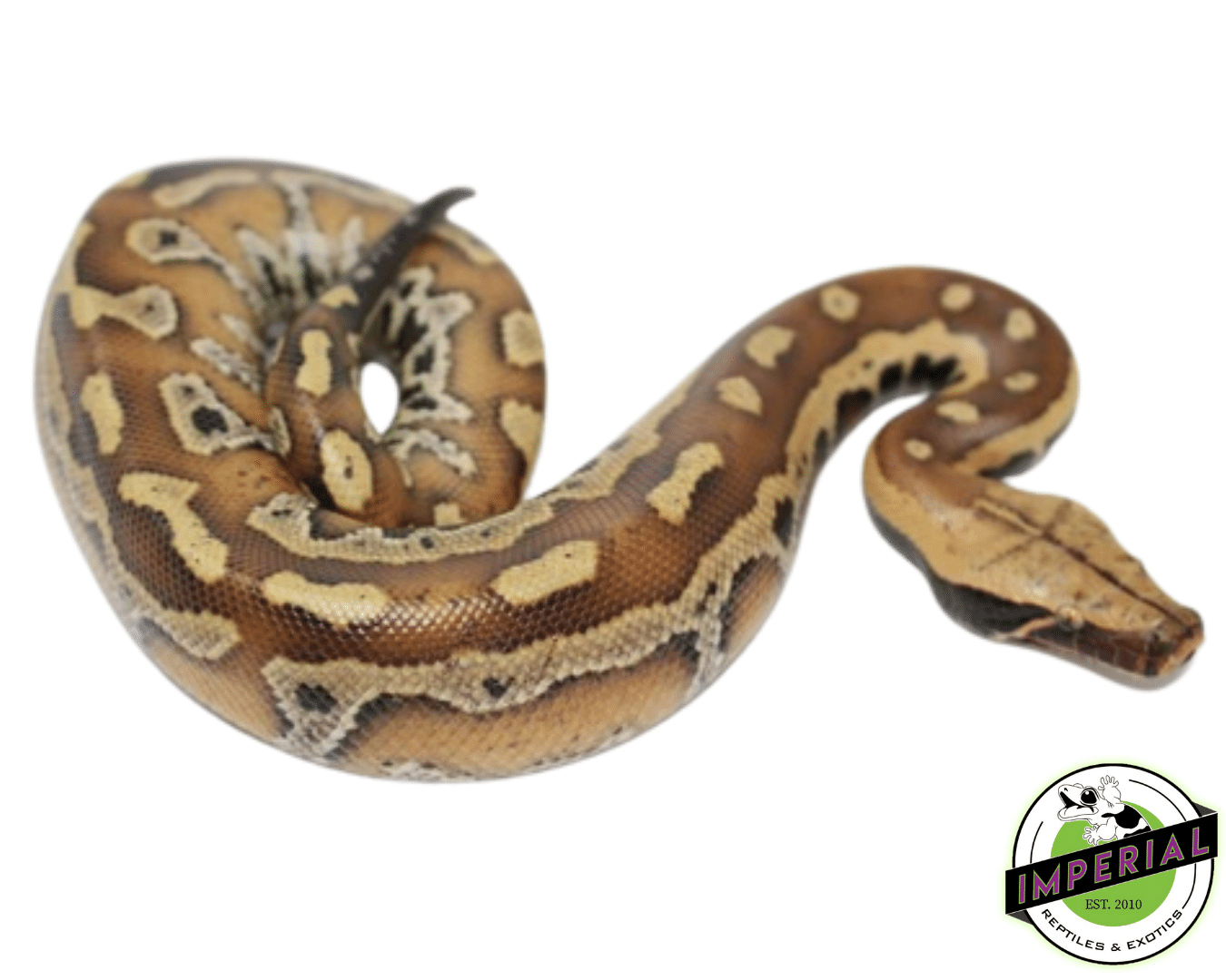 Red Blood Python Baby — image 2