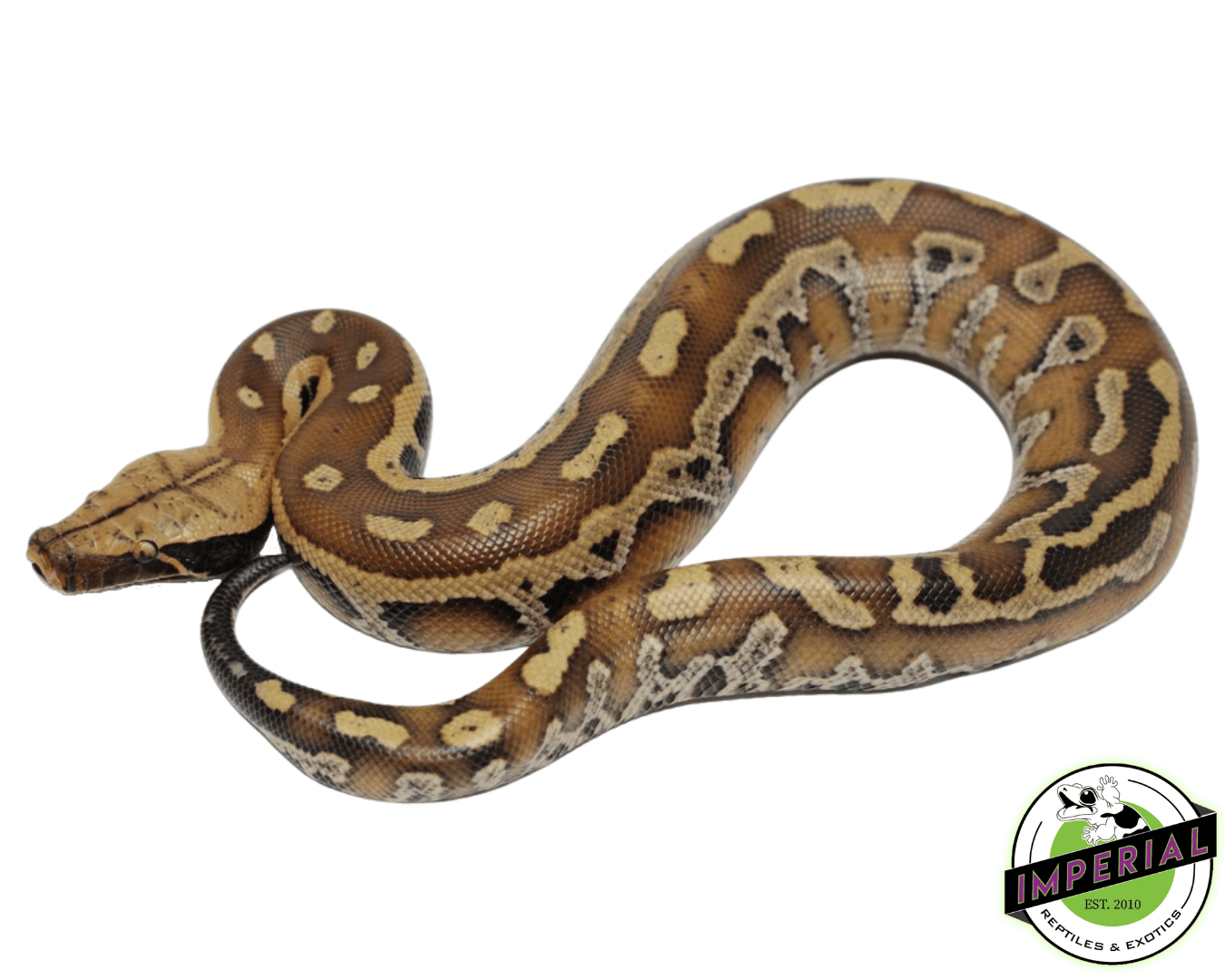Red Blood Python Baby