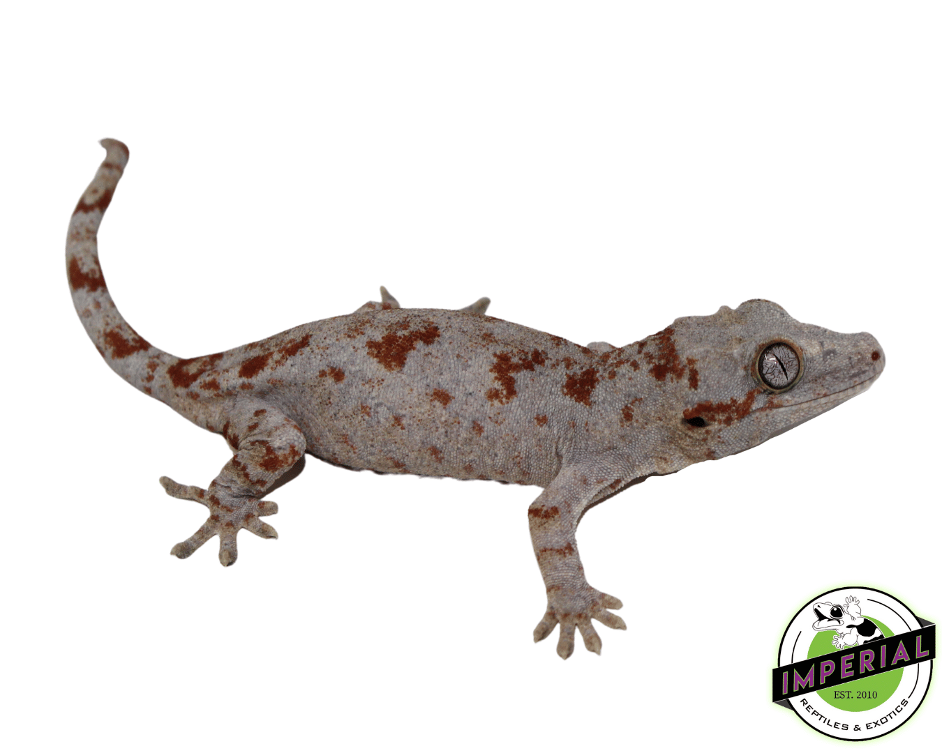 Red Blotched Gargoyle Gecko Sub Adult Female — image 2