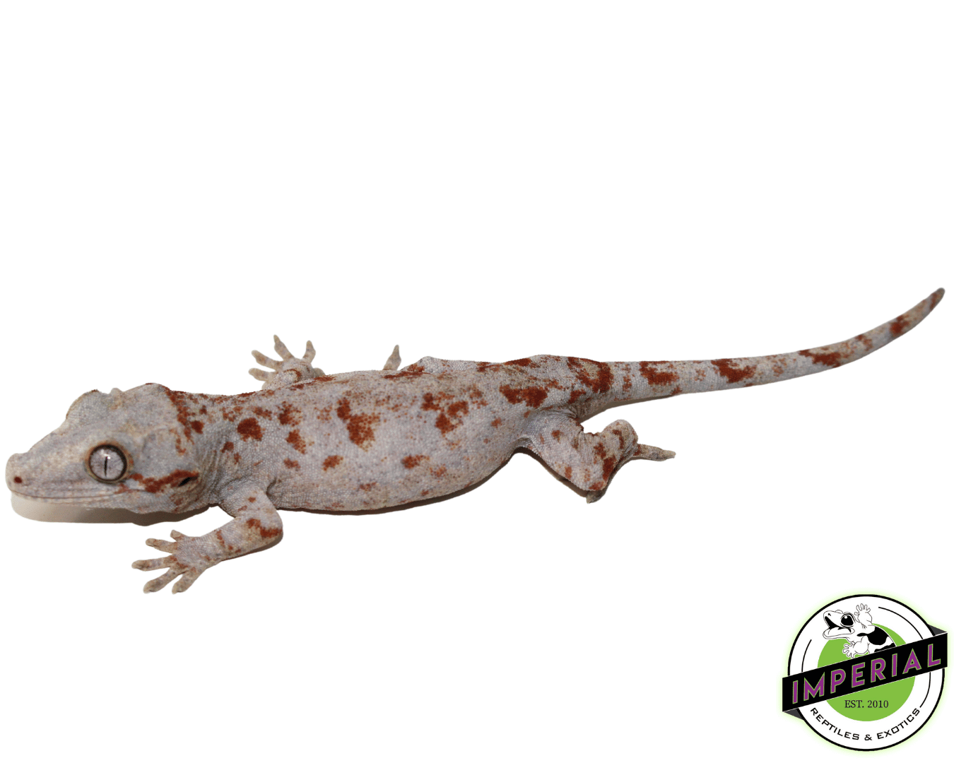 Red Blotched Gargoyle Gecko Sub Adult Female