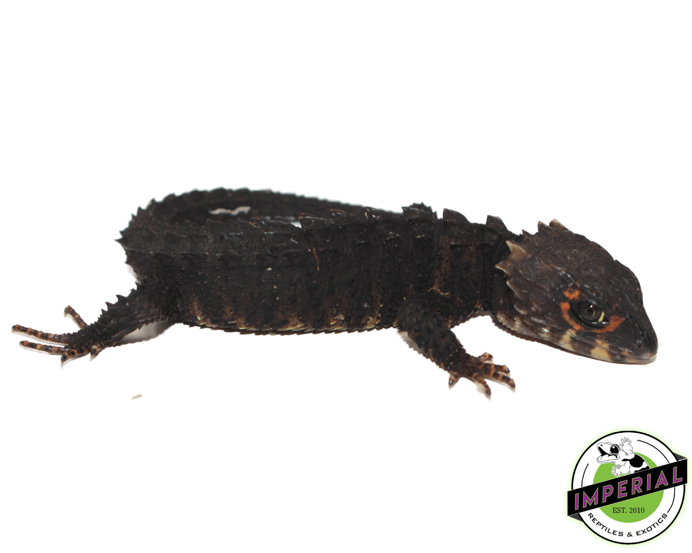 Red Eye Crocodile Skink Baby