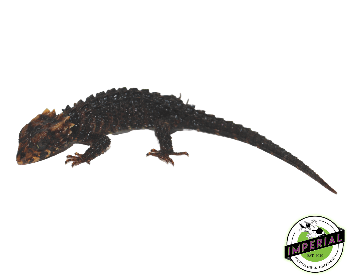 Red Eye Crocodile Skink Baby — image 3