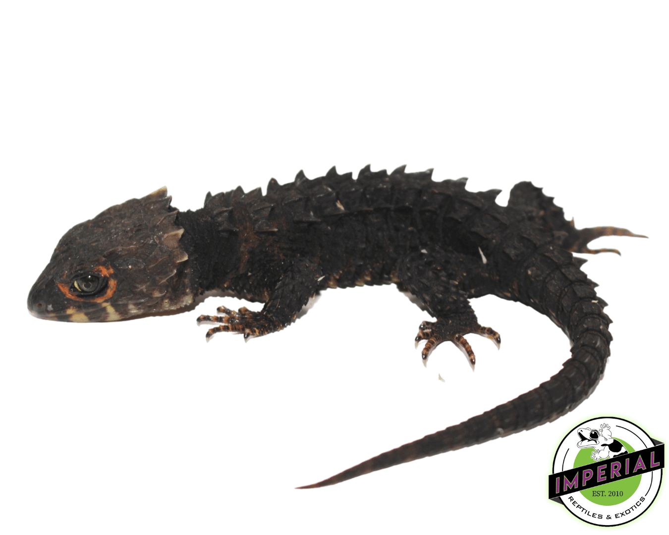 Red Eye Crocodile Skink Baby — image 2