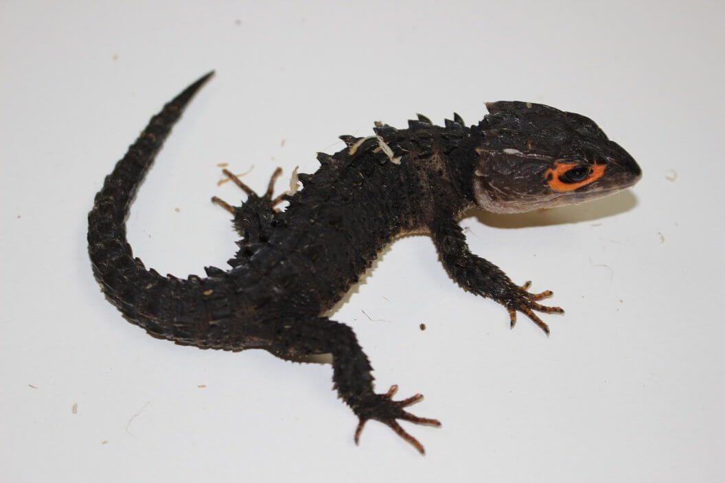 Red Eye Crocodile Skink — image 2