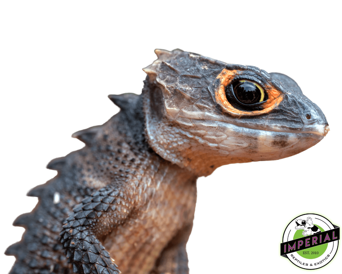 Red Eye Crocodile Skink
