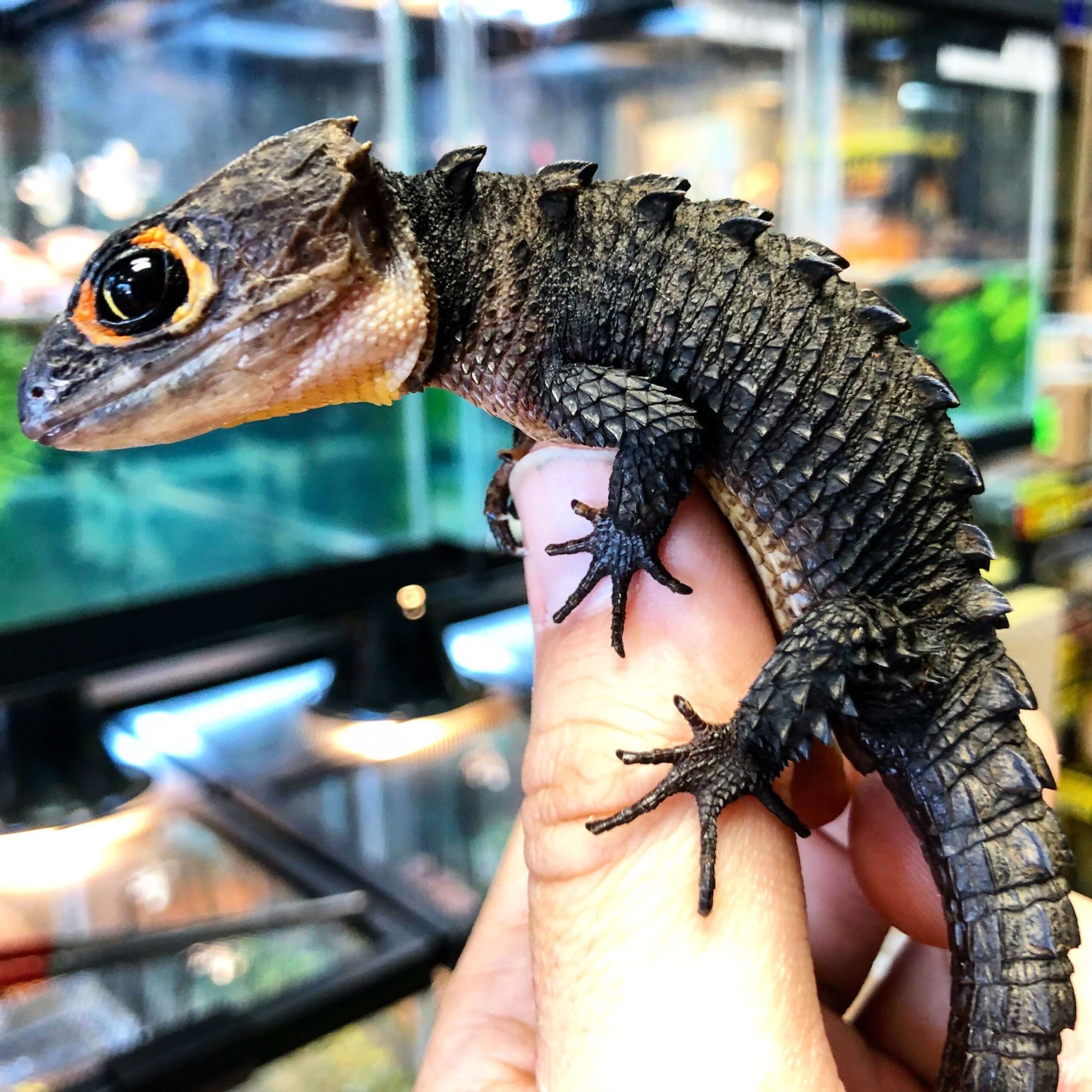 Red Eye Crocodile Skink — image 3