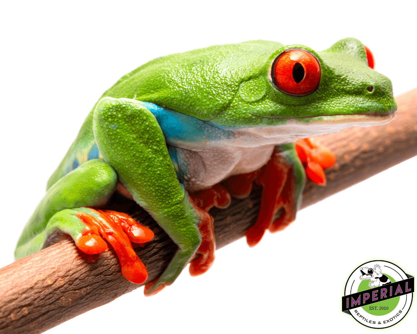 Red Eye Tree Frog
