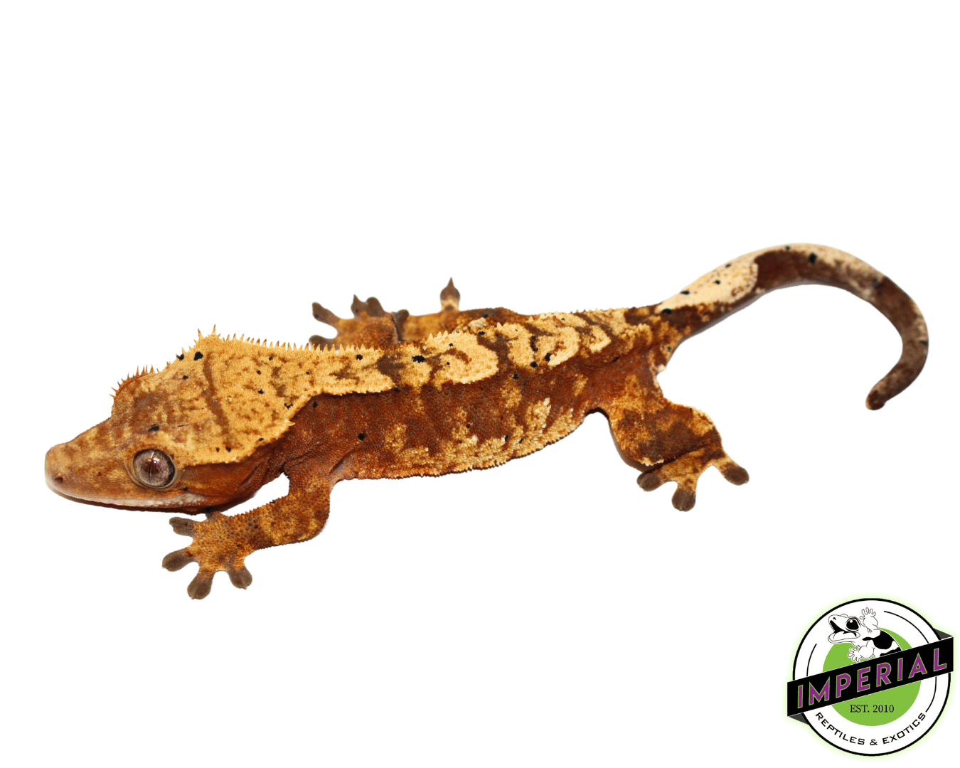 Red Flame Dalmatian Crested Gecko Adult Female (#92523-01)
