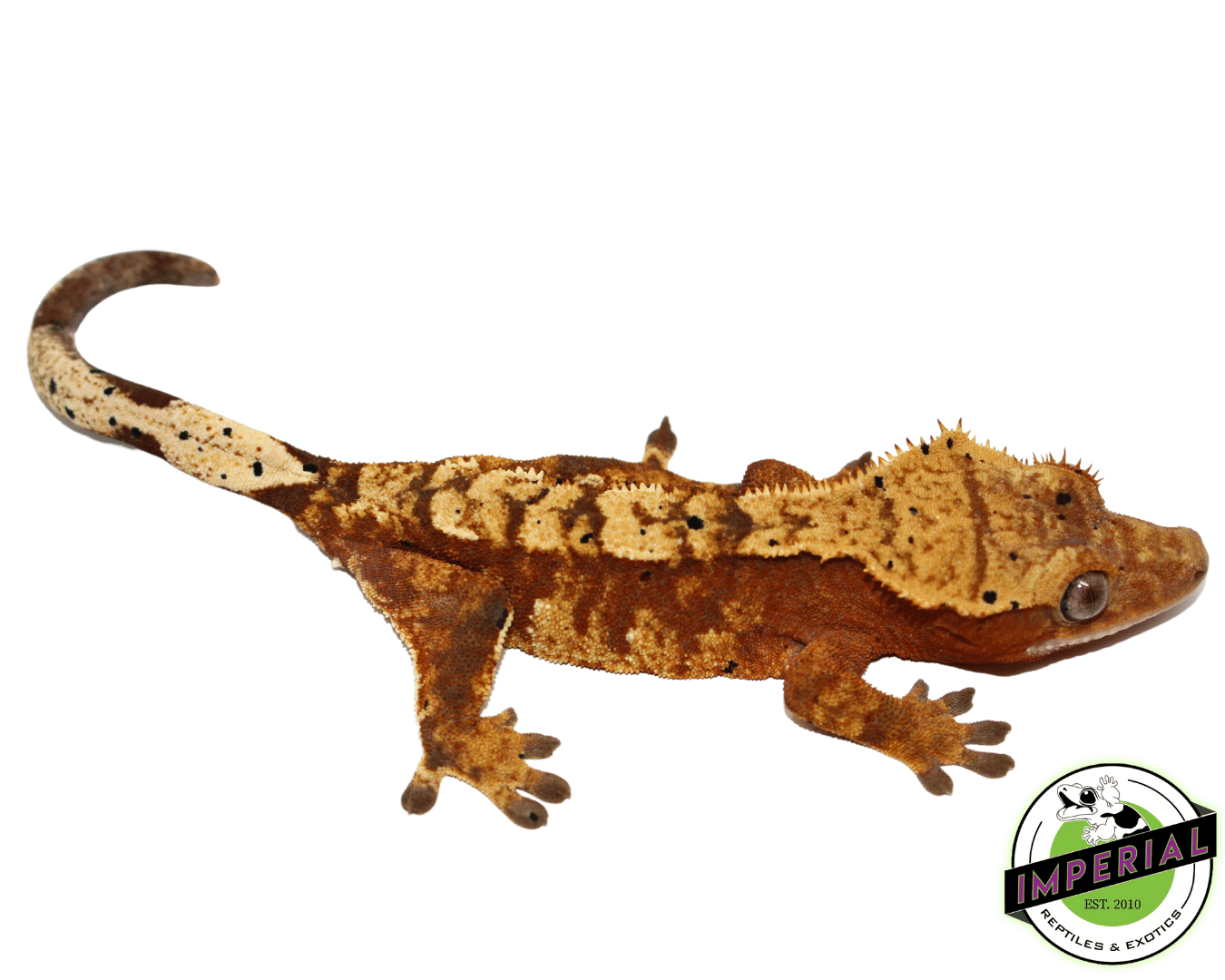 Red Flame Dalmatian Crested Gecko Adult Female (#92523-01) — image 2