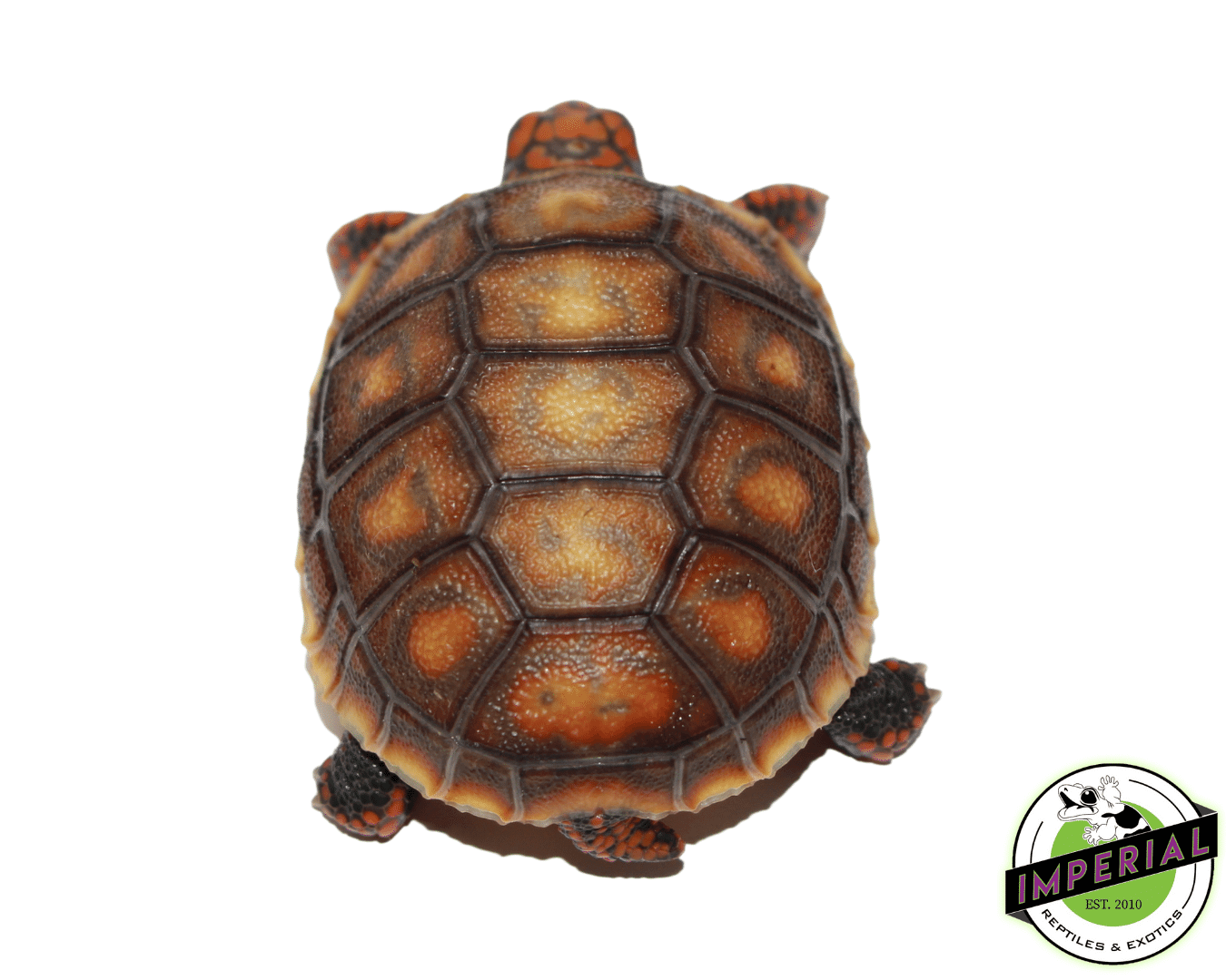 Red Foot Tortoise Baby — image 2