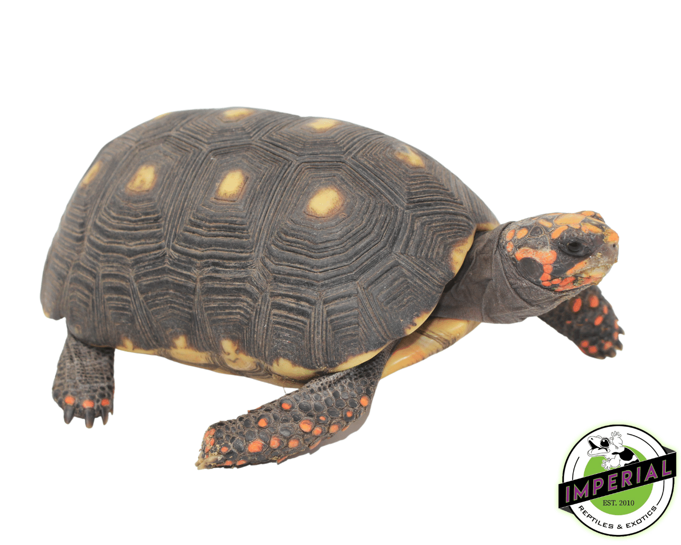 Red Foot Tortoise Sub Adult — image 2