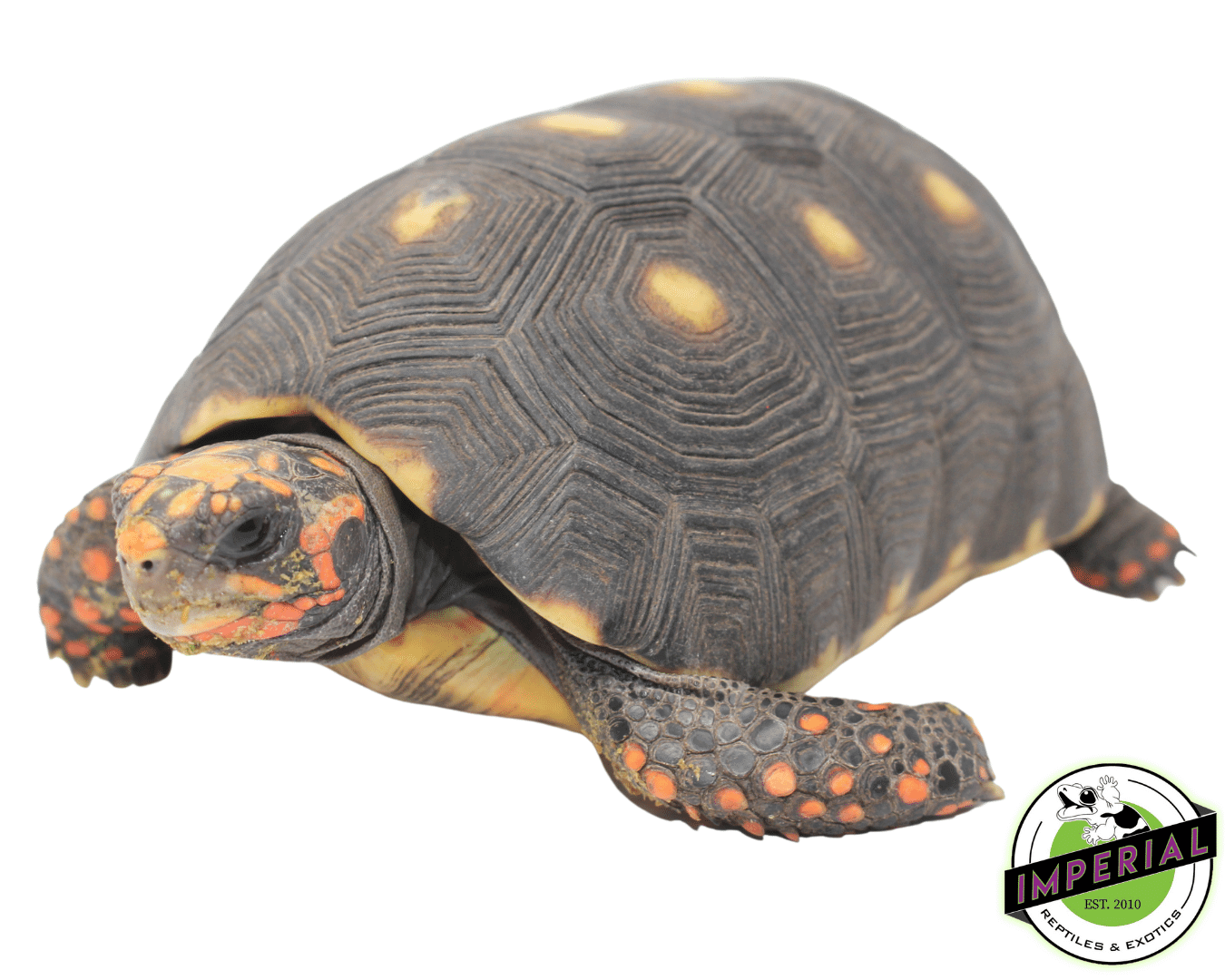 Red Foot Tortoise Sub Adult