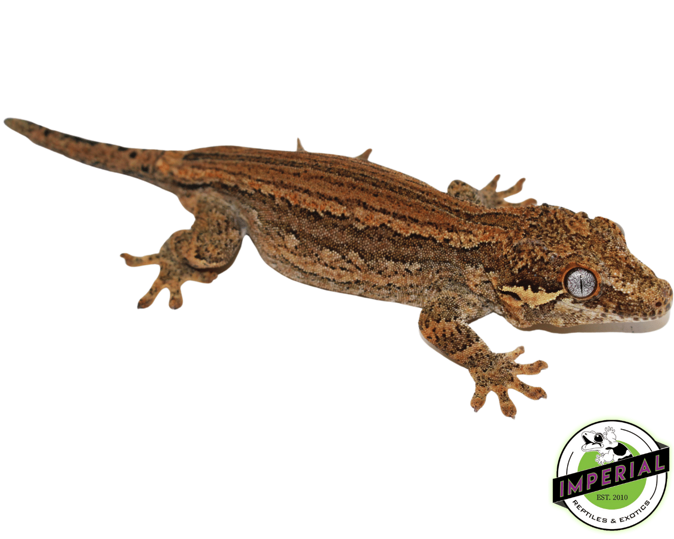 Red Gargoyle Gecko Adult Male