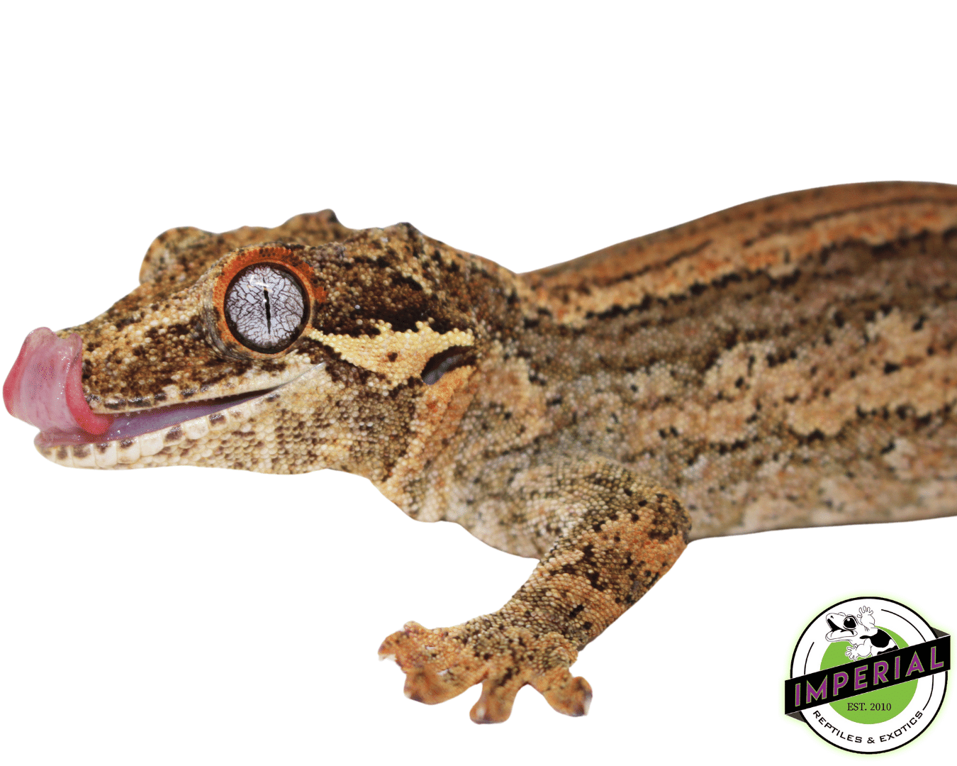 Red Gargoyle Gecko Adult Male — image 2
