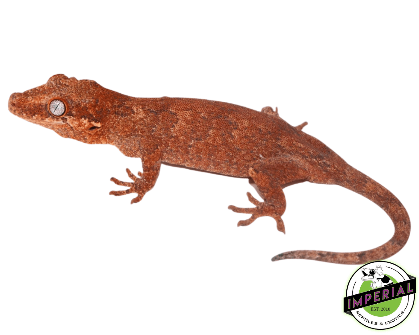 Red Gargoyle Gecko Sub Adult Female