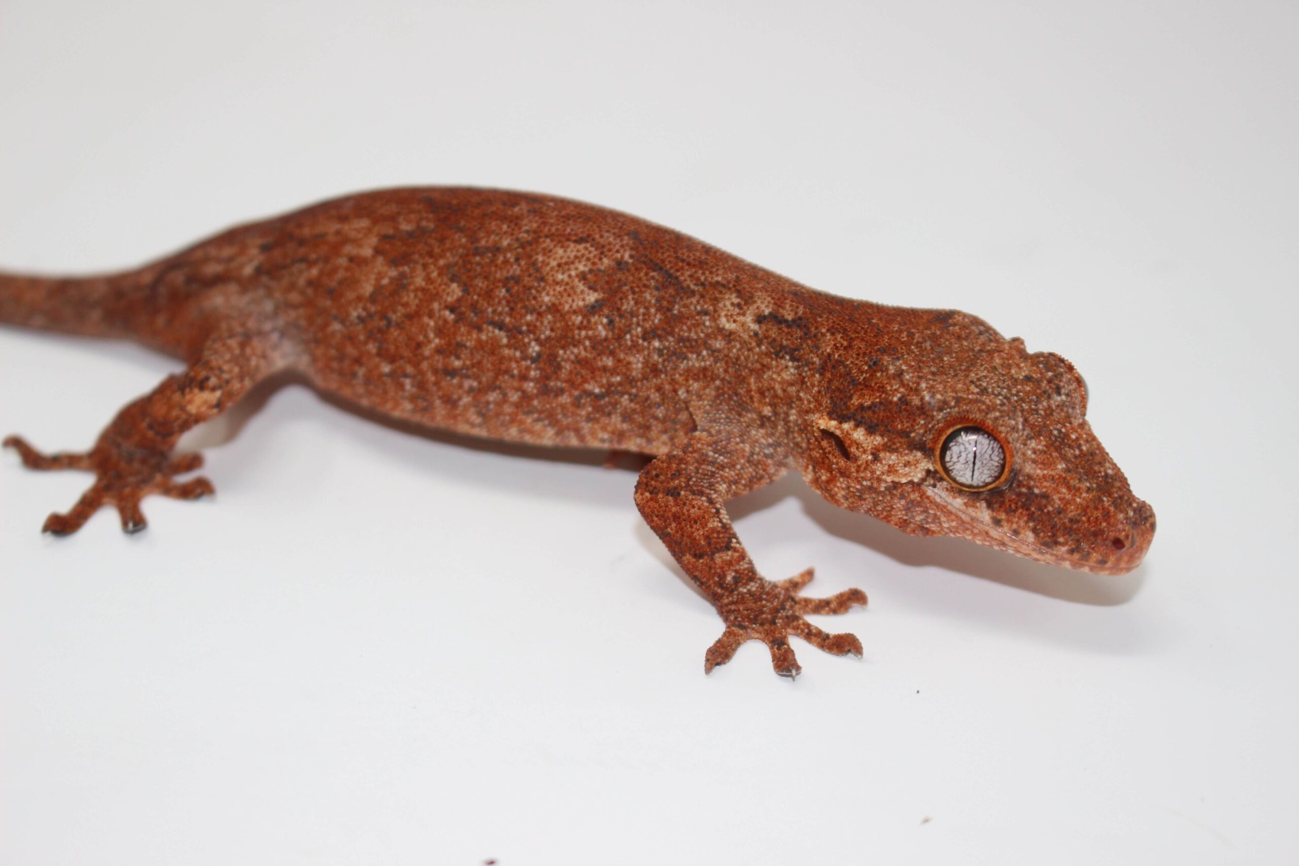 Red Gargoyle Gecko Sub Adult Female — image 2