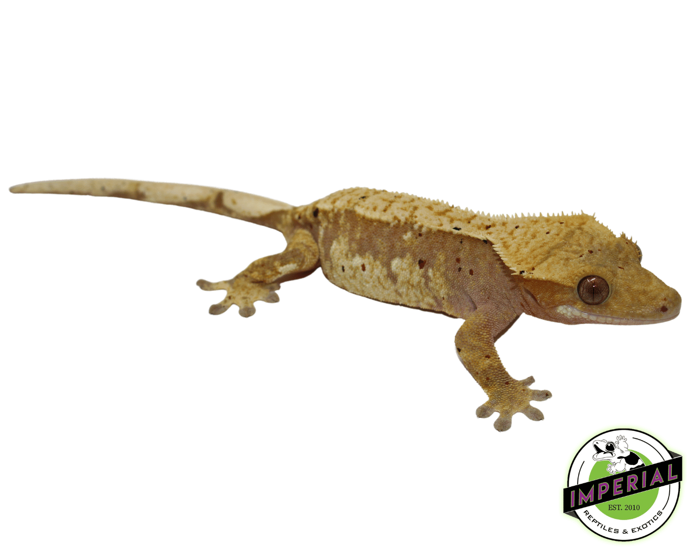 Red Harlequin Crested Gecko Adult Female — image 2