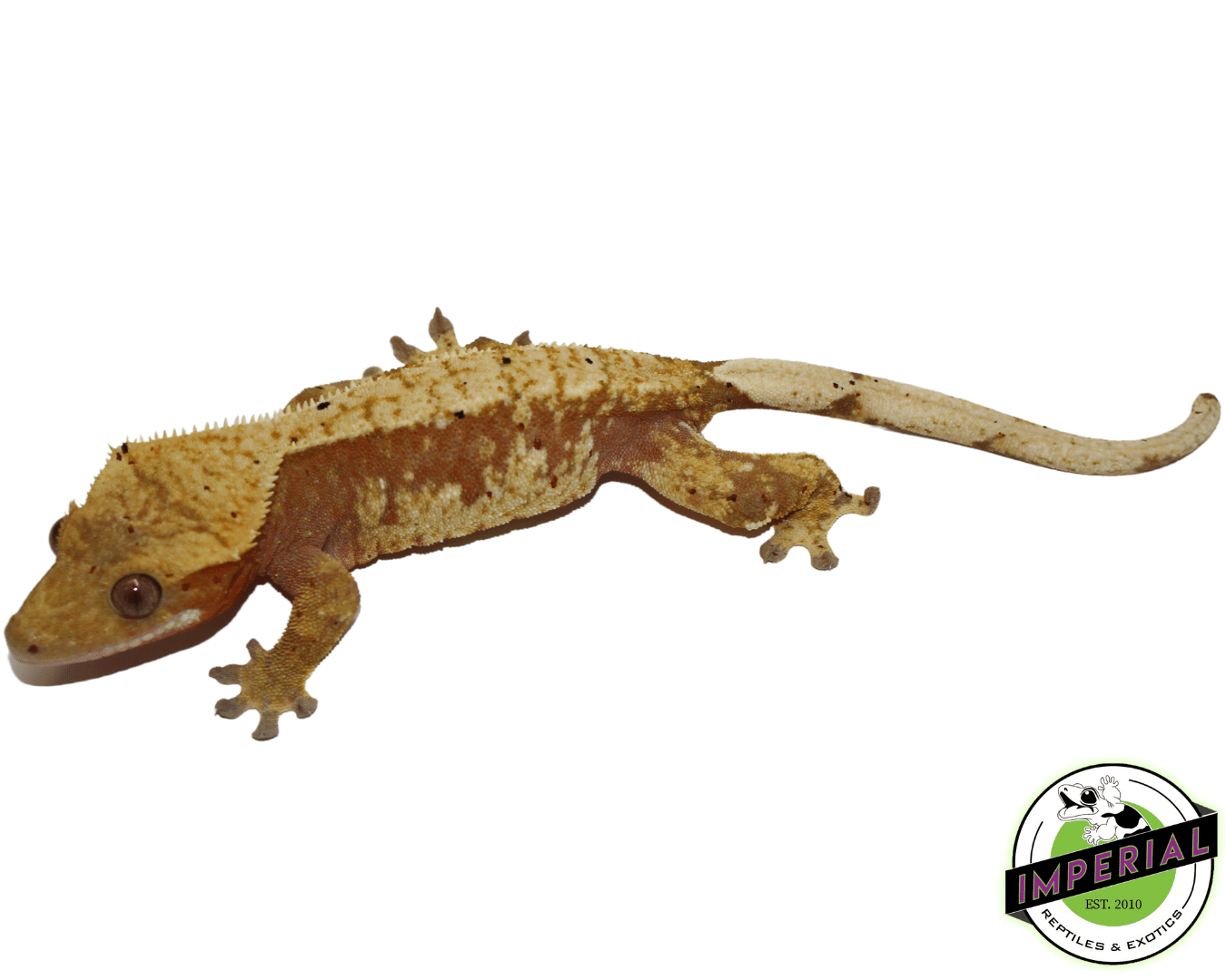 Red Harlequin Crested Gecko Adult Female — image 3