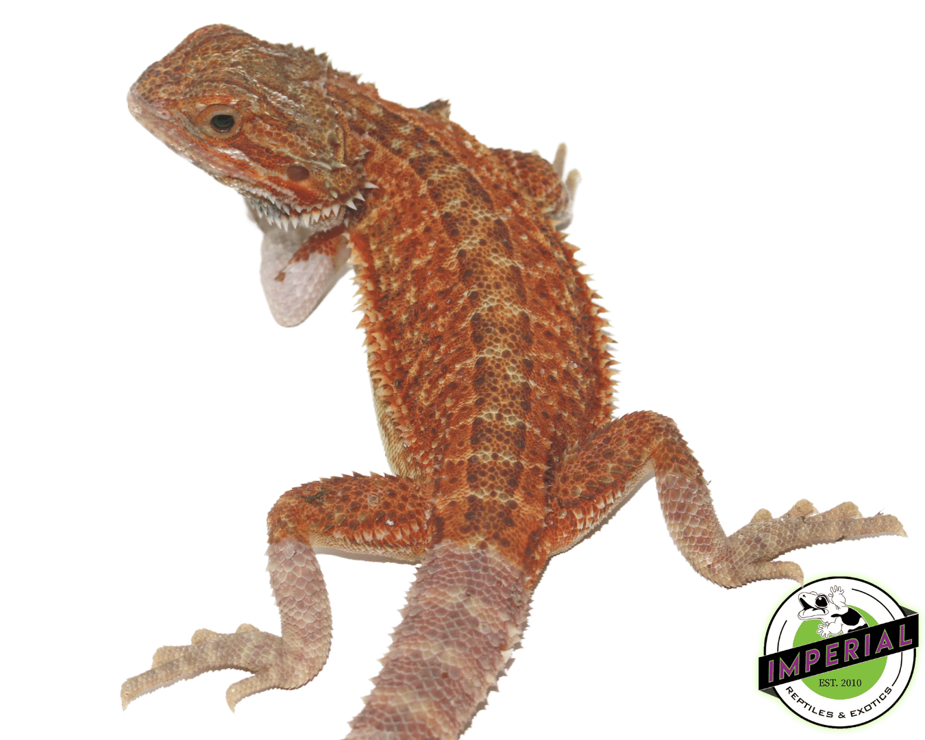 Red Hypo Bearded Dragon Sub Adult — image 2