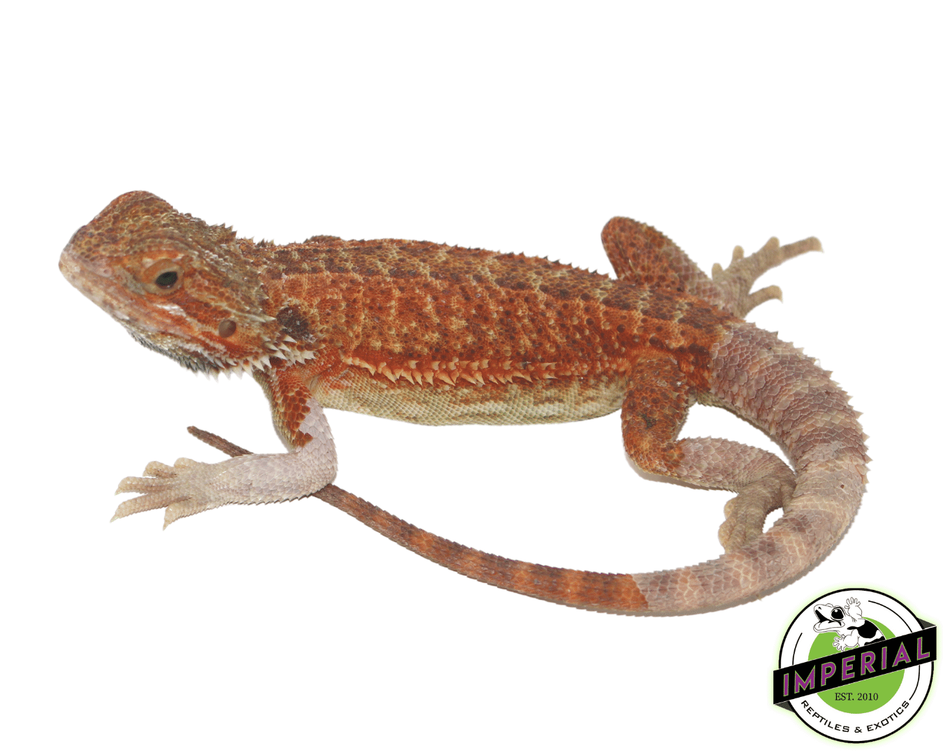 Red Hypo Bearded Dragon Sub Adult