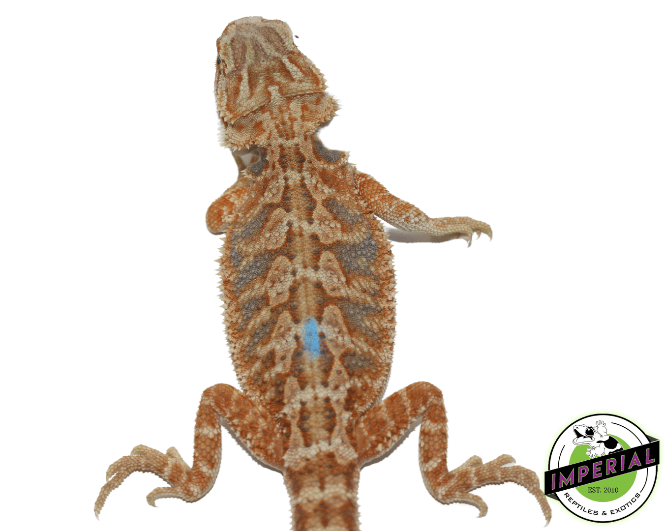 Red Hypo Bearded Dragon — image 3