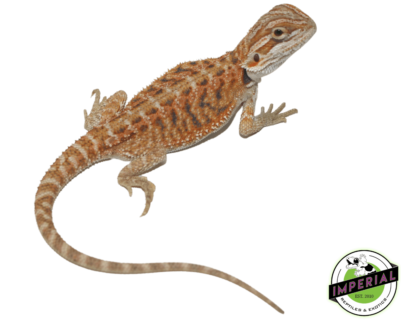 Red Hypo Bearded Dragon