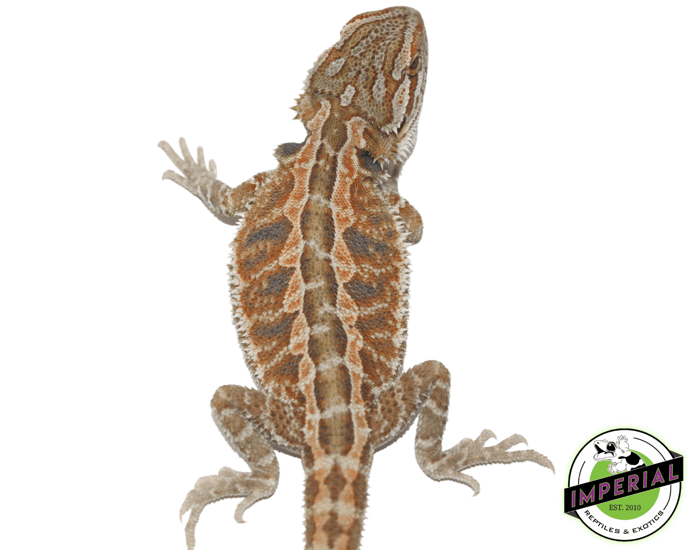 Red Hypo Bearded Dragon — image 2