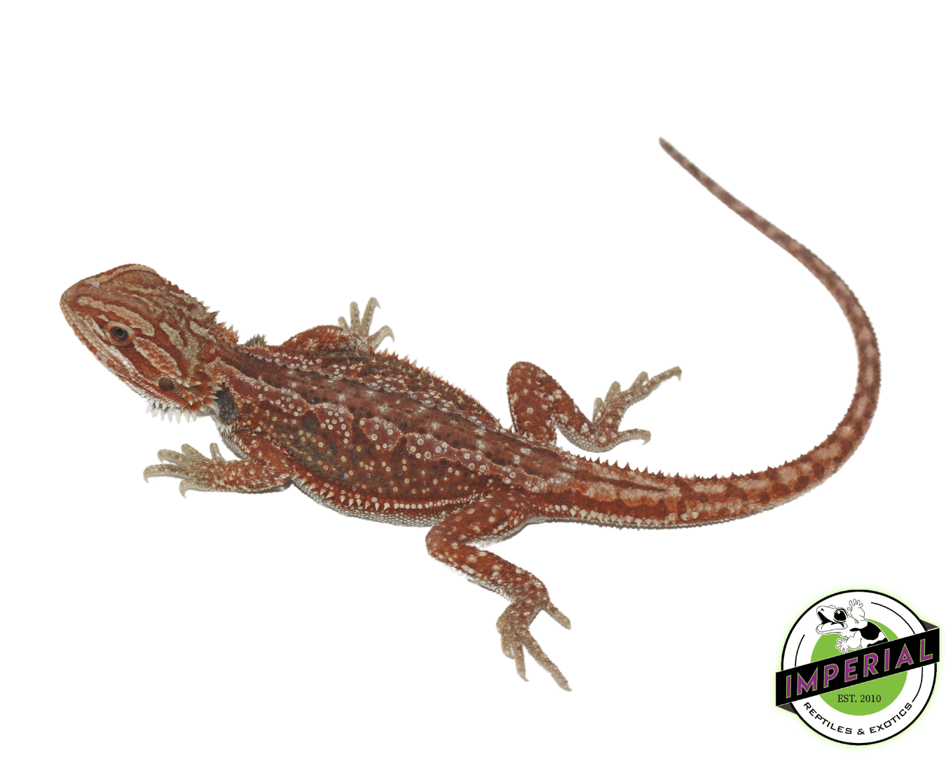 Red Hypo Dunner Bearded Dragon Baby — image 2