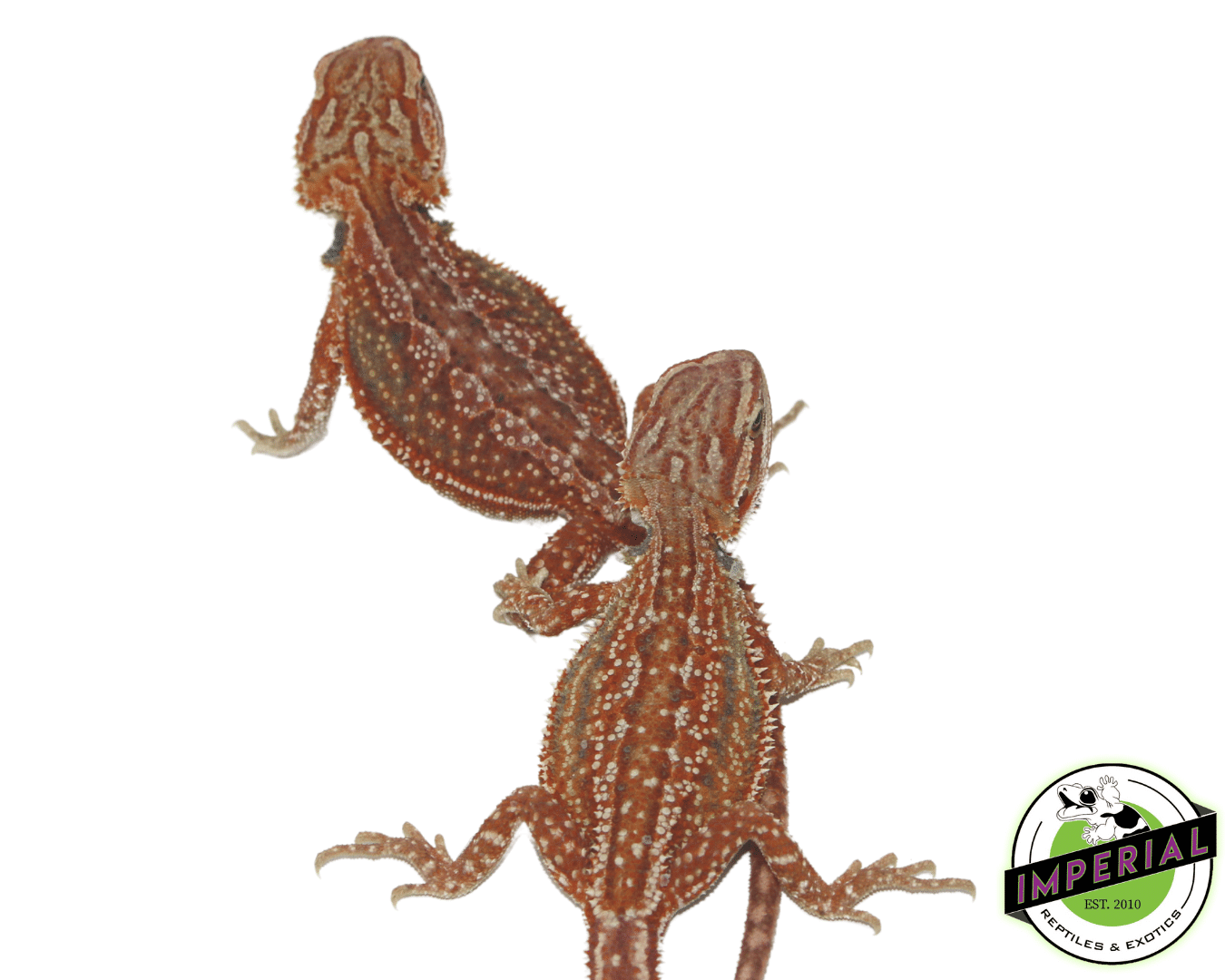 Red Hypo Dunner Bearded Dragon Baby — image 3