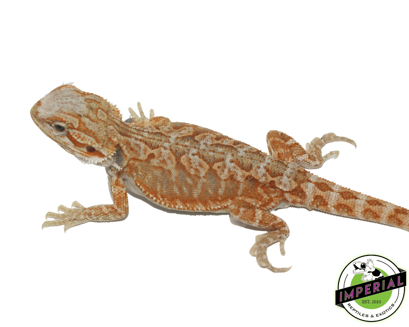 Red Hypo Leatherback Bearded Dragon
