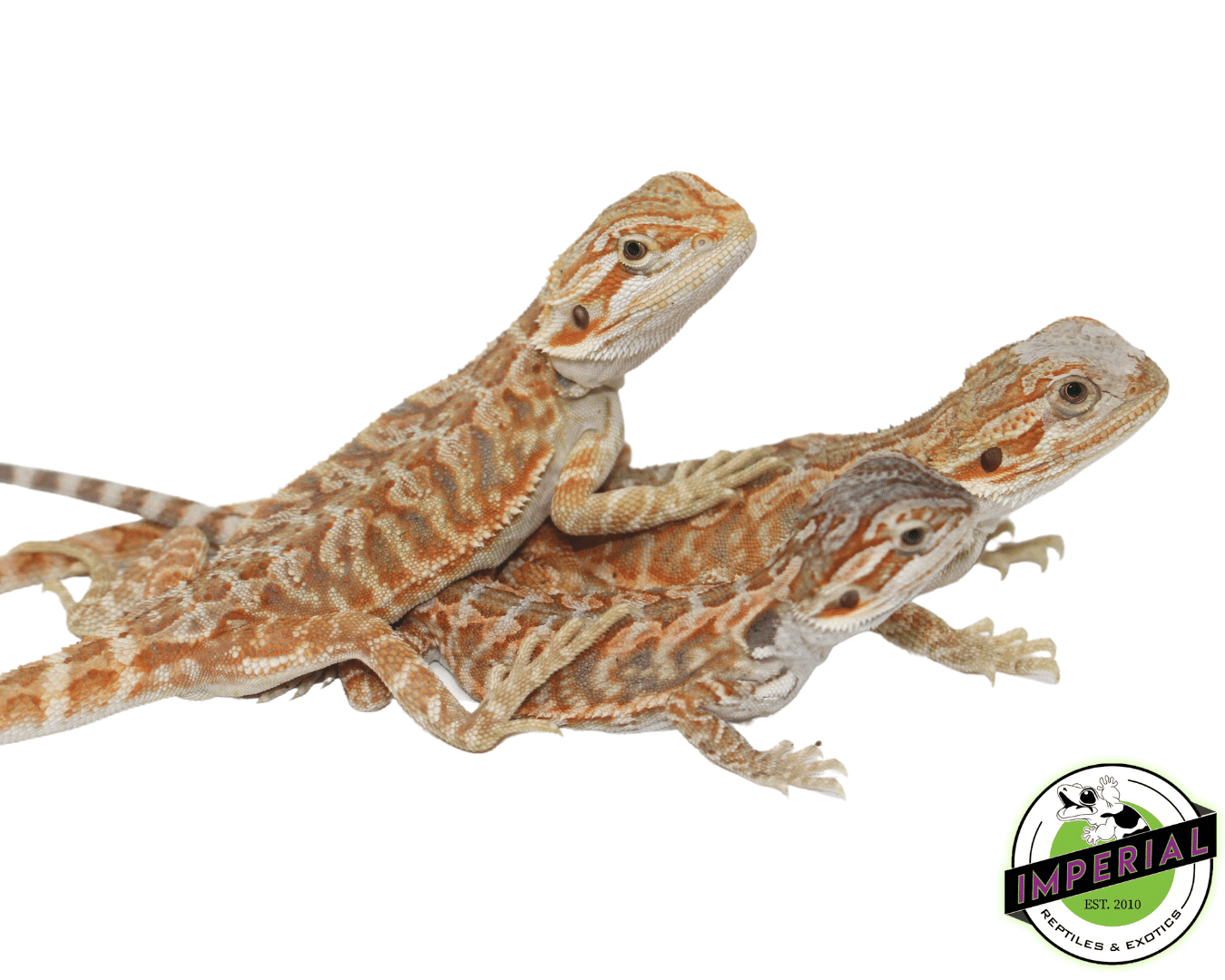Red Hypo Leatherback Bearded Dragon — image 2