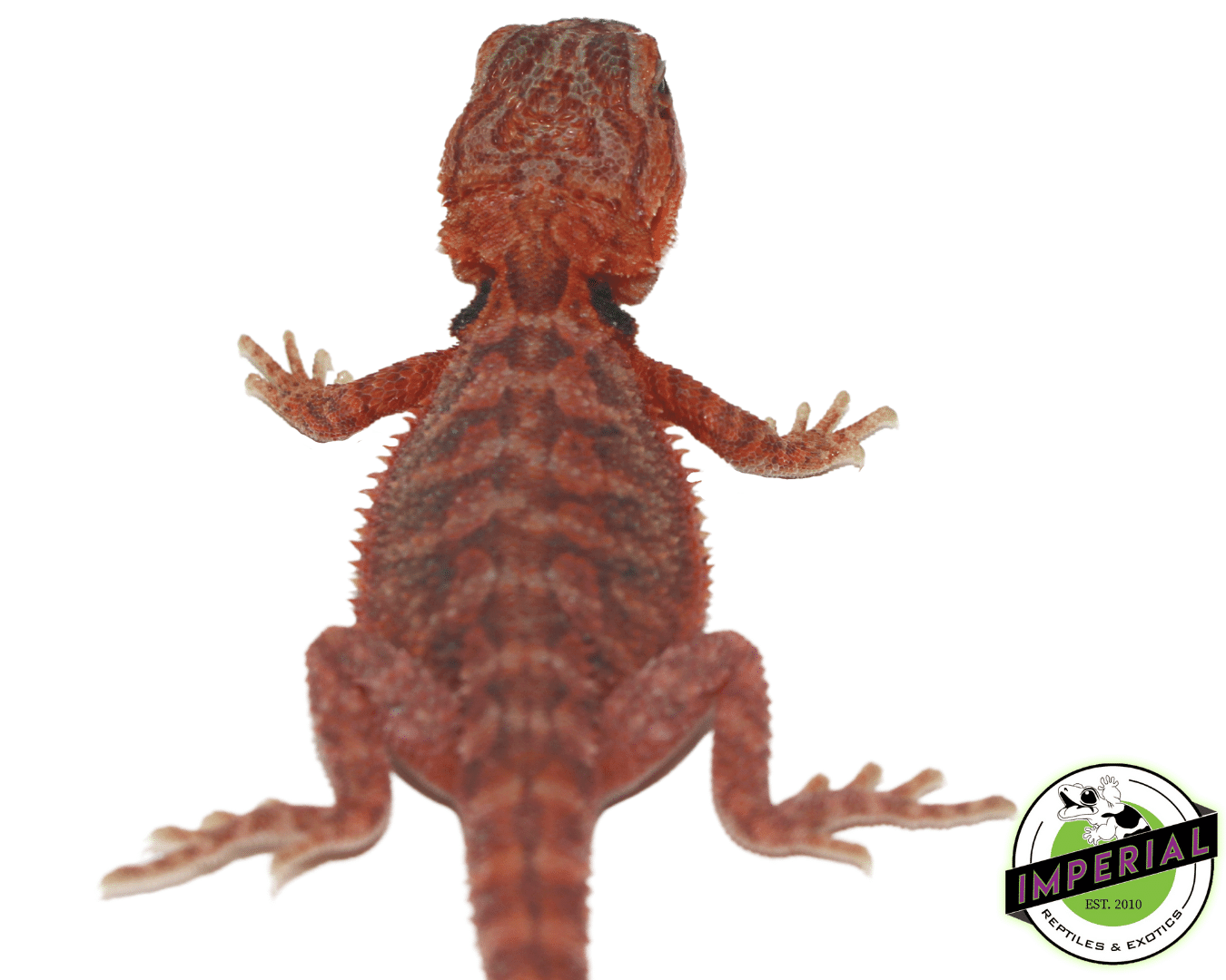 Red Hypo Translucent Bearded Dragon — image 2