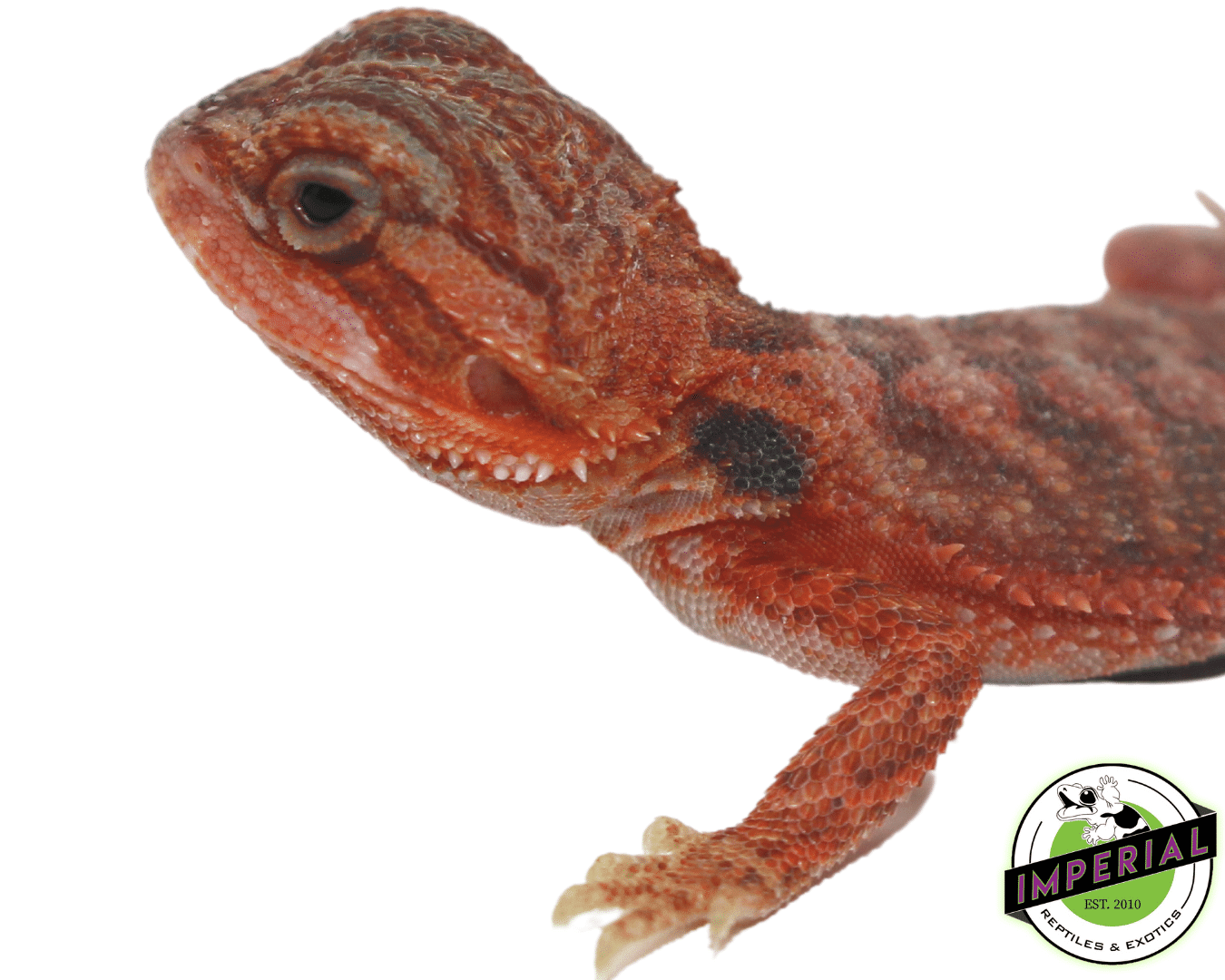 Red Hypo Translucent Bearded Dragon — image 3