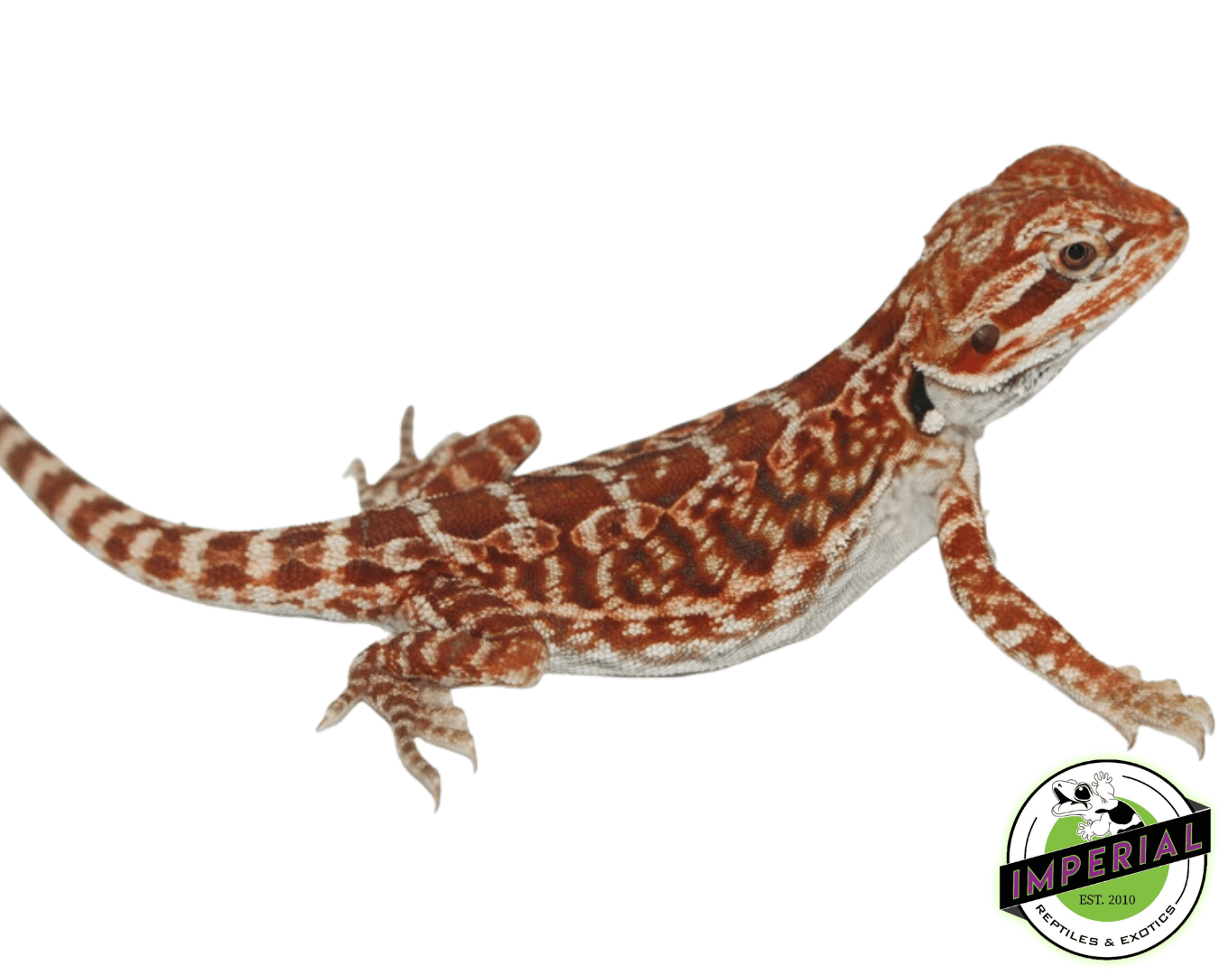 Red Leatherback Bearded Dragon Baby