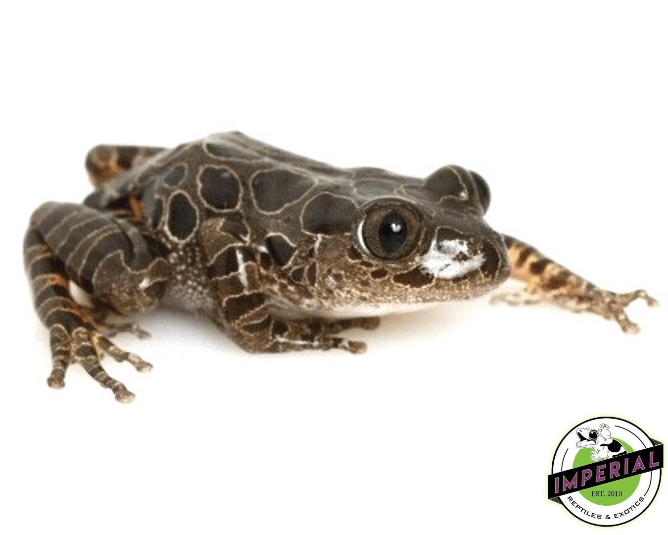 Red Leg Running Frog
