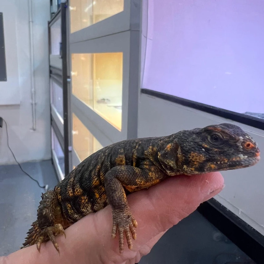 Red Niger Captive Friendly Uromastyx — image 2