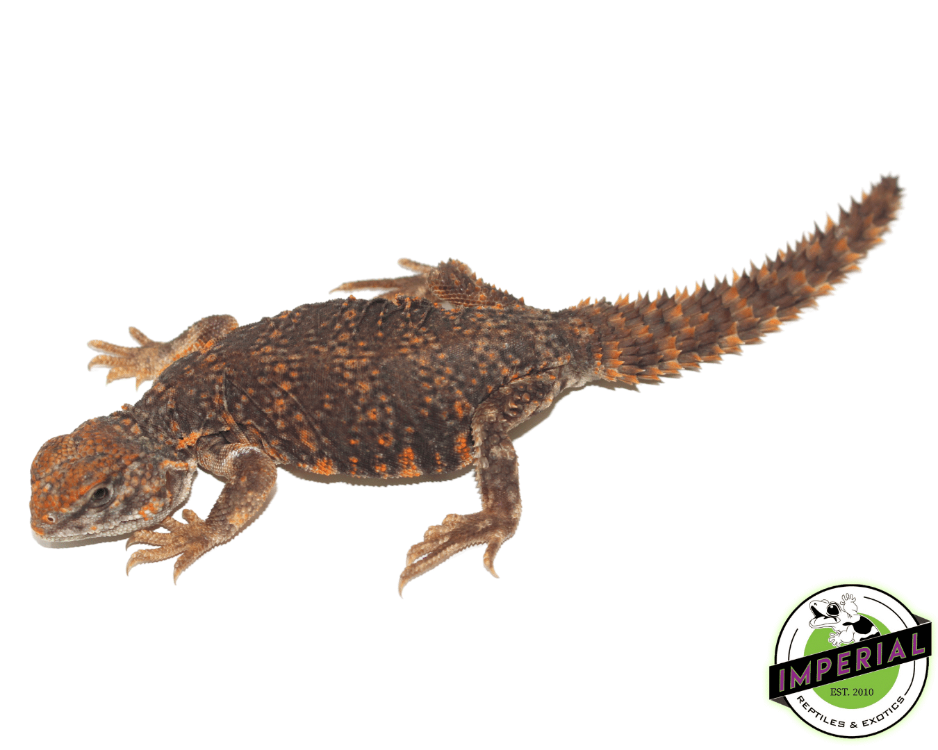 Red Nigerian Uromastyx Baby — image 2