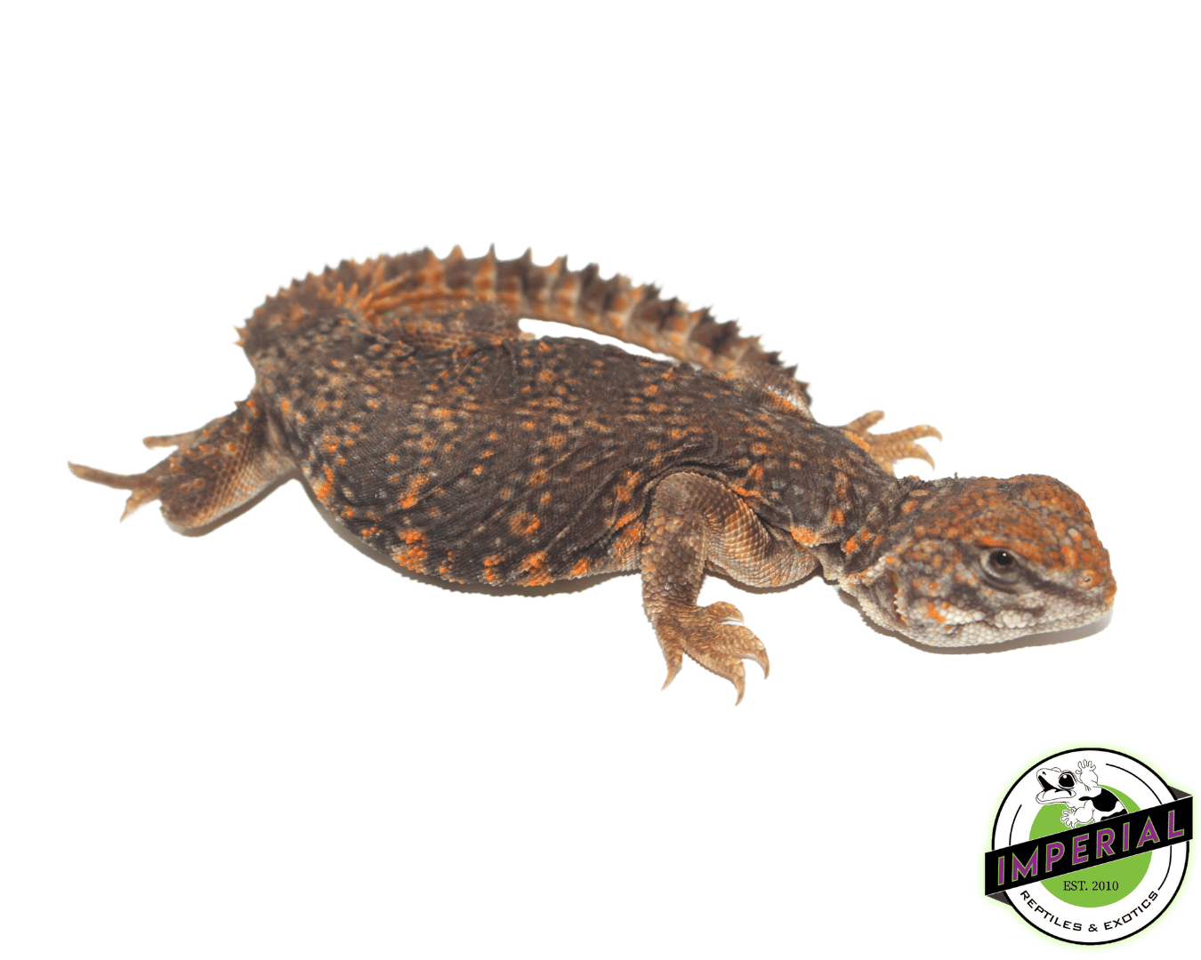 Red Nigerian Uromastyx Baby