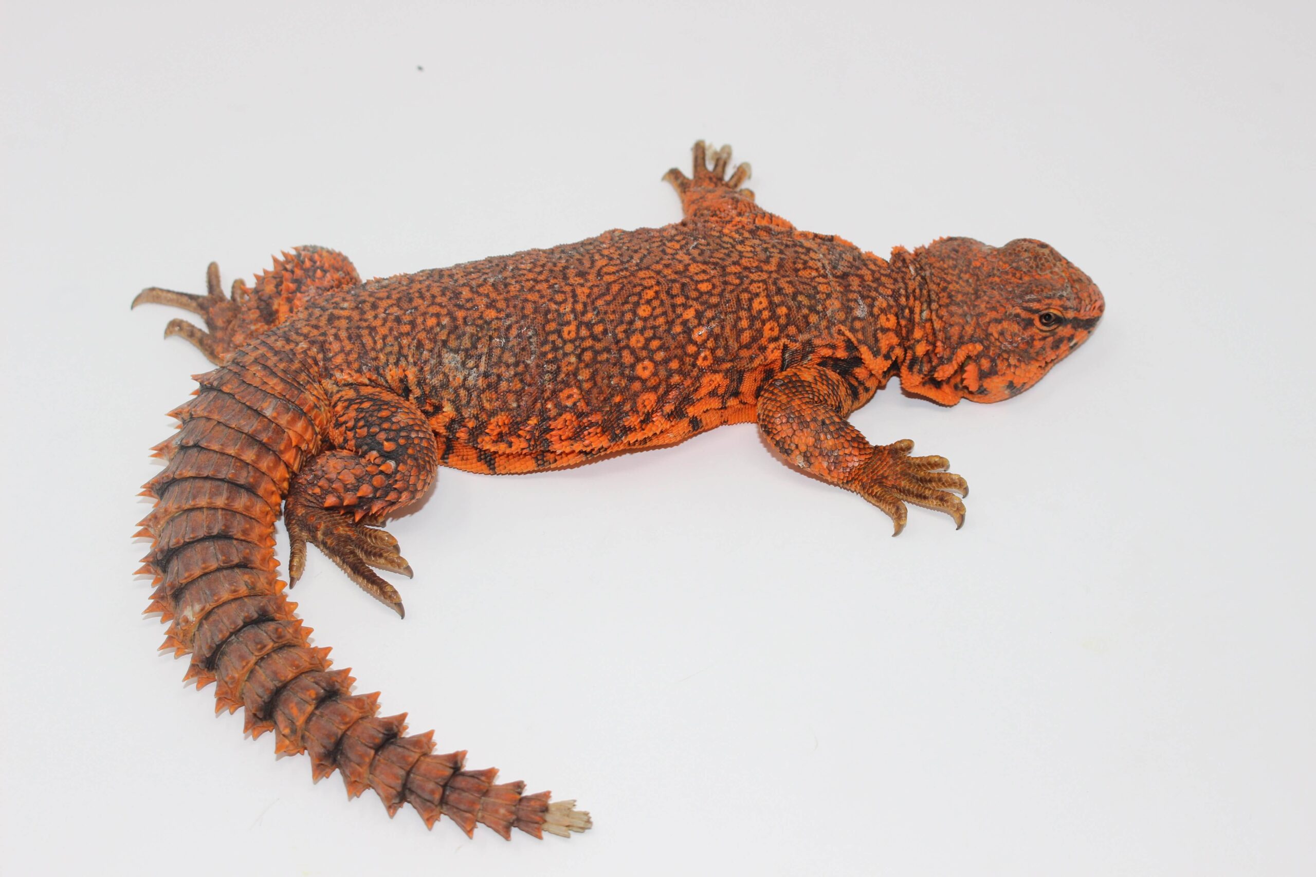 Red Nigerian Uromastyx — image 3