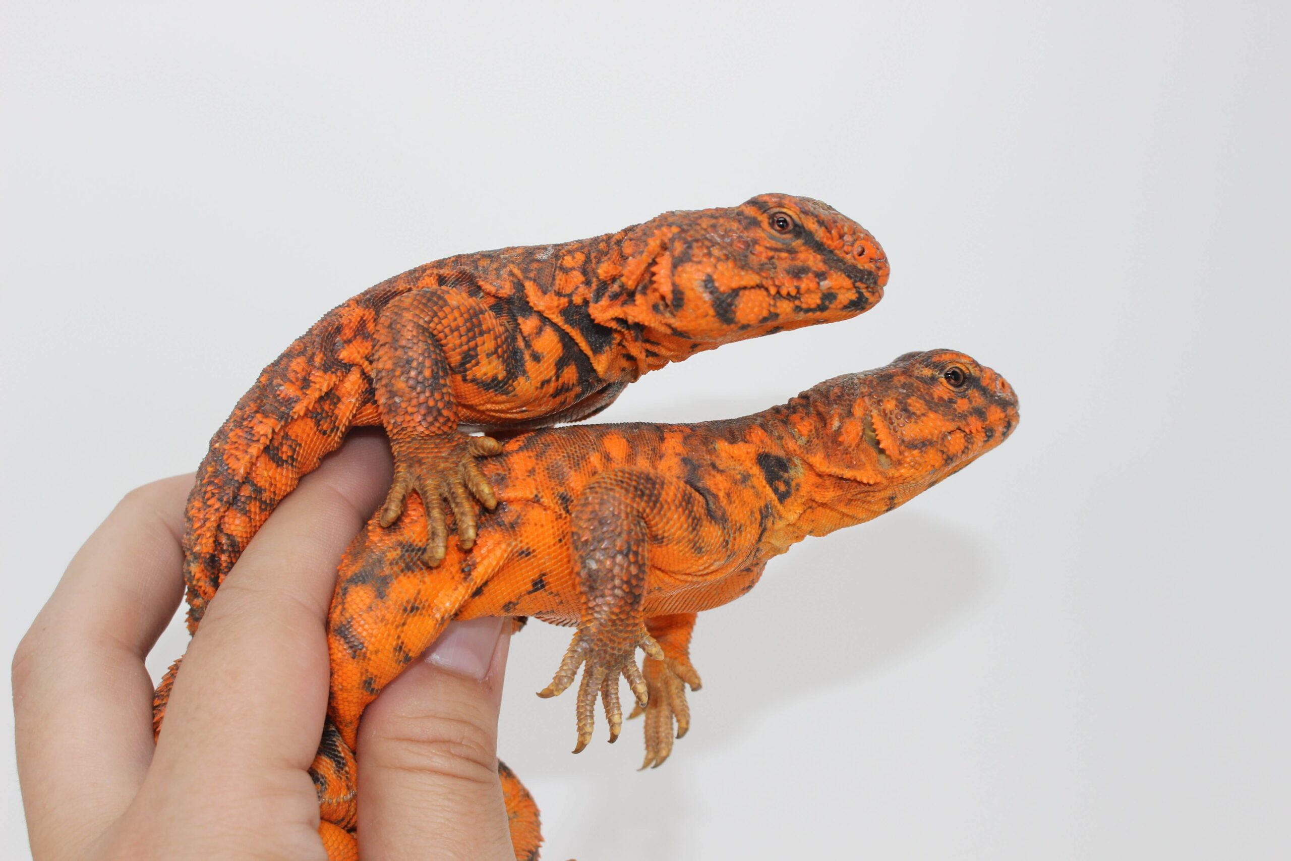 Red Nigerian Uromastyx — image 2